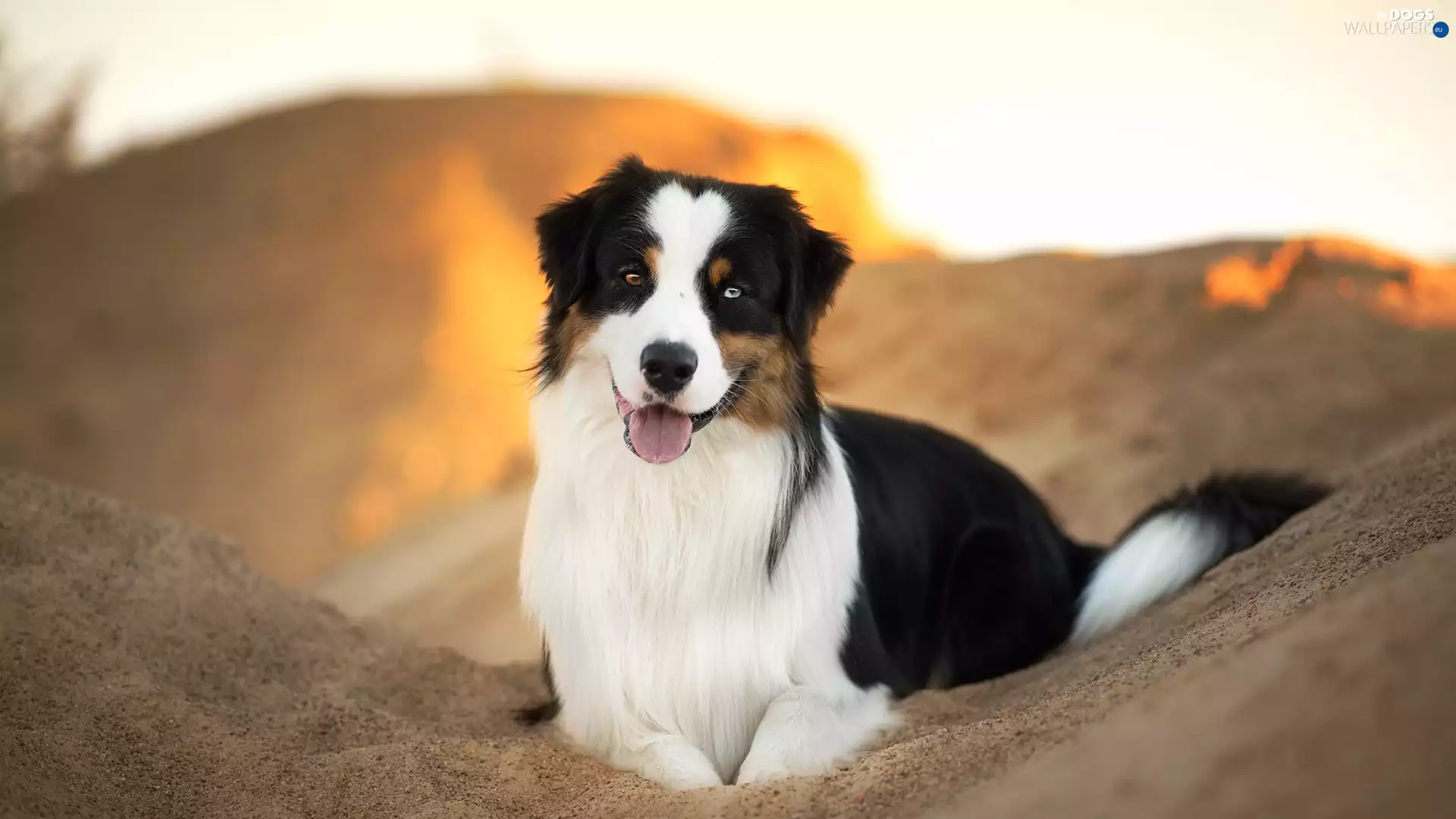 lying, Australian Shepherd, Sand, dog