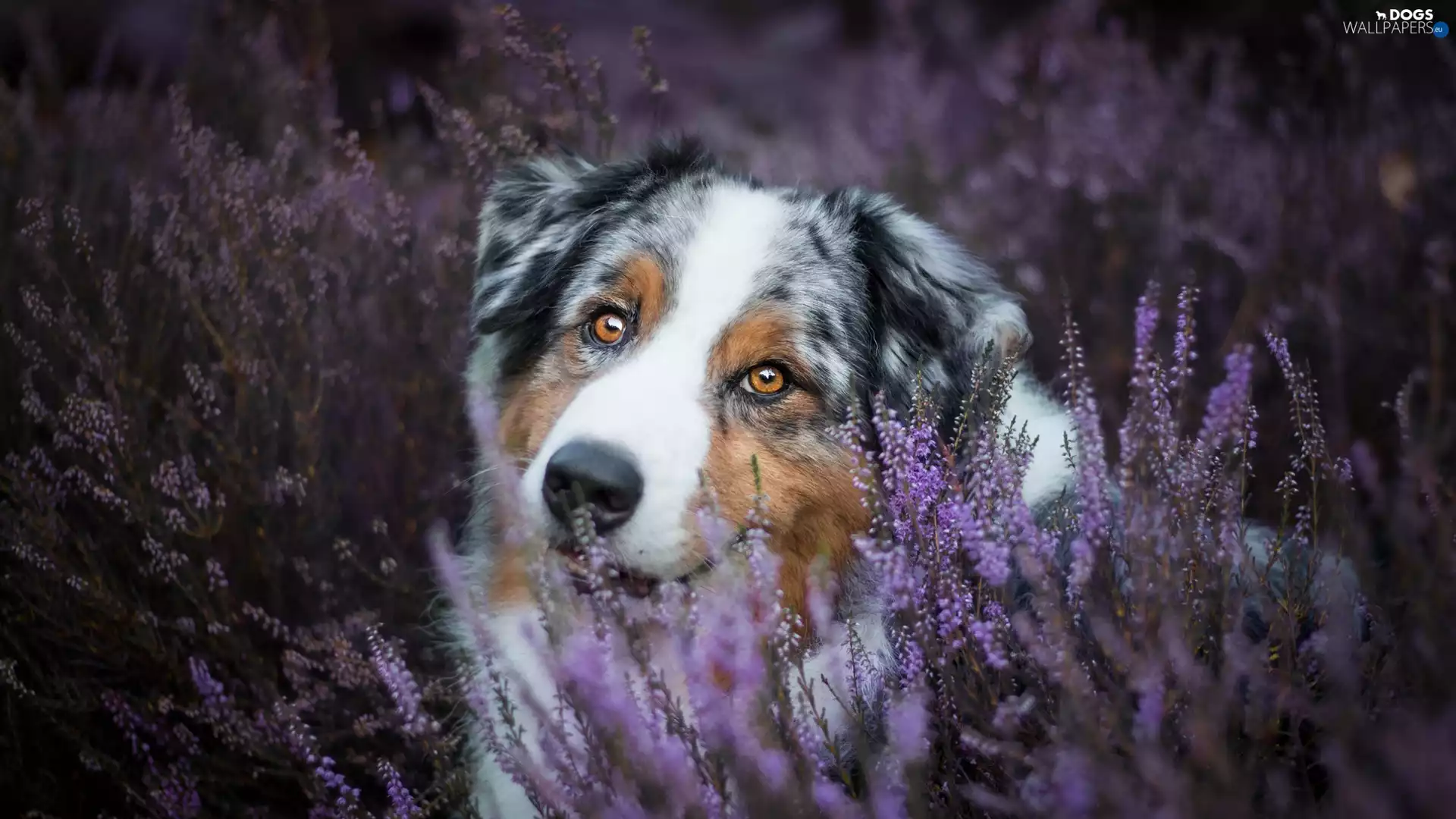 dog, Australian Shepherd, heathers, muzzle