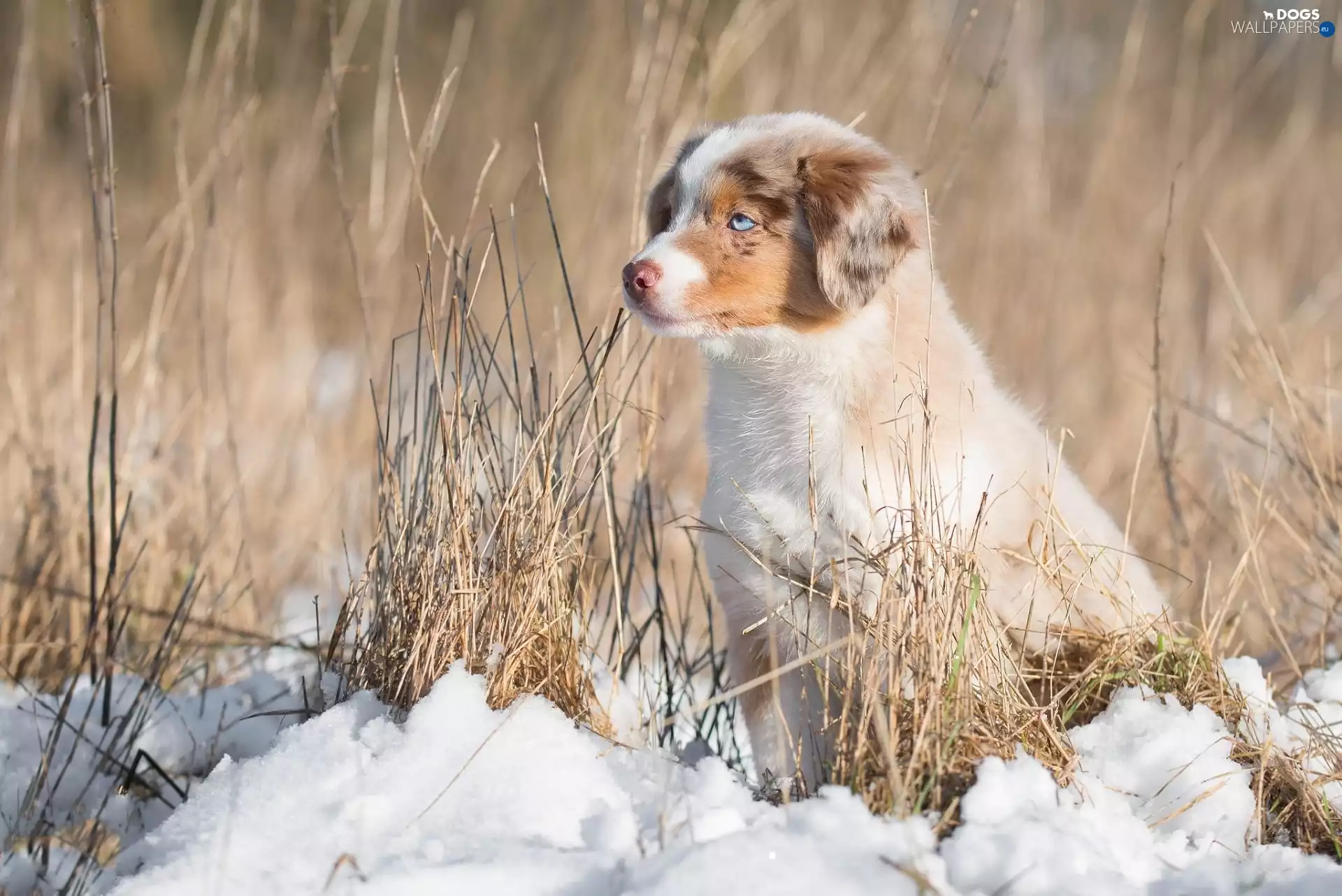 dog, Australian Shepherd, grass, Puppy