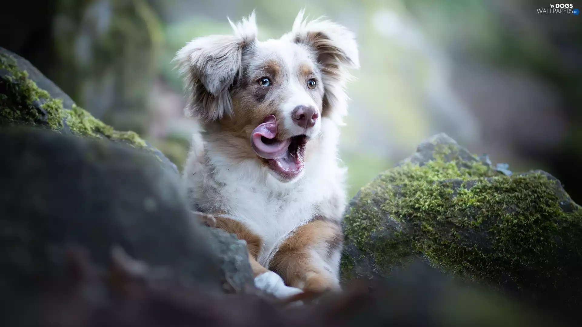 dog, Australian Shepherd, tongue, Puppy