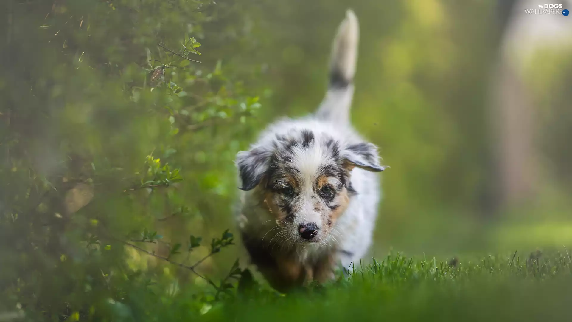 dog, Australian Shepherd, Twigs, Puppy