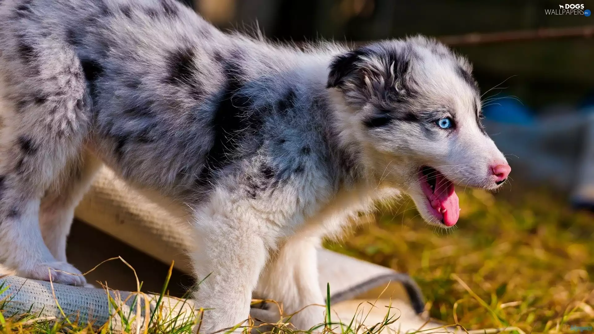 Australian, Puppy, Shepherd