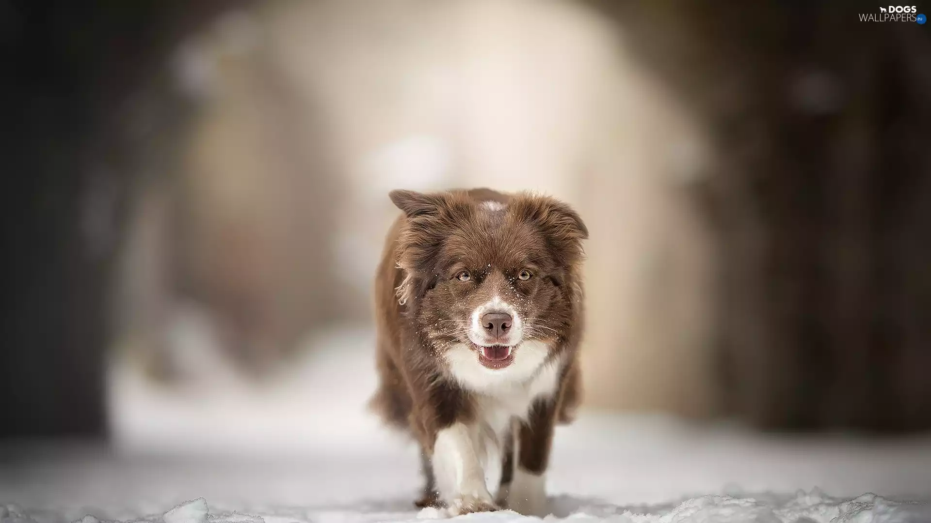 dog, Australian Shepherd, snow, running