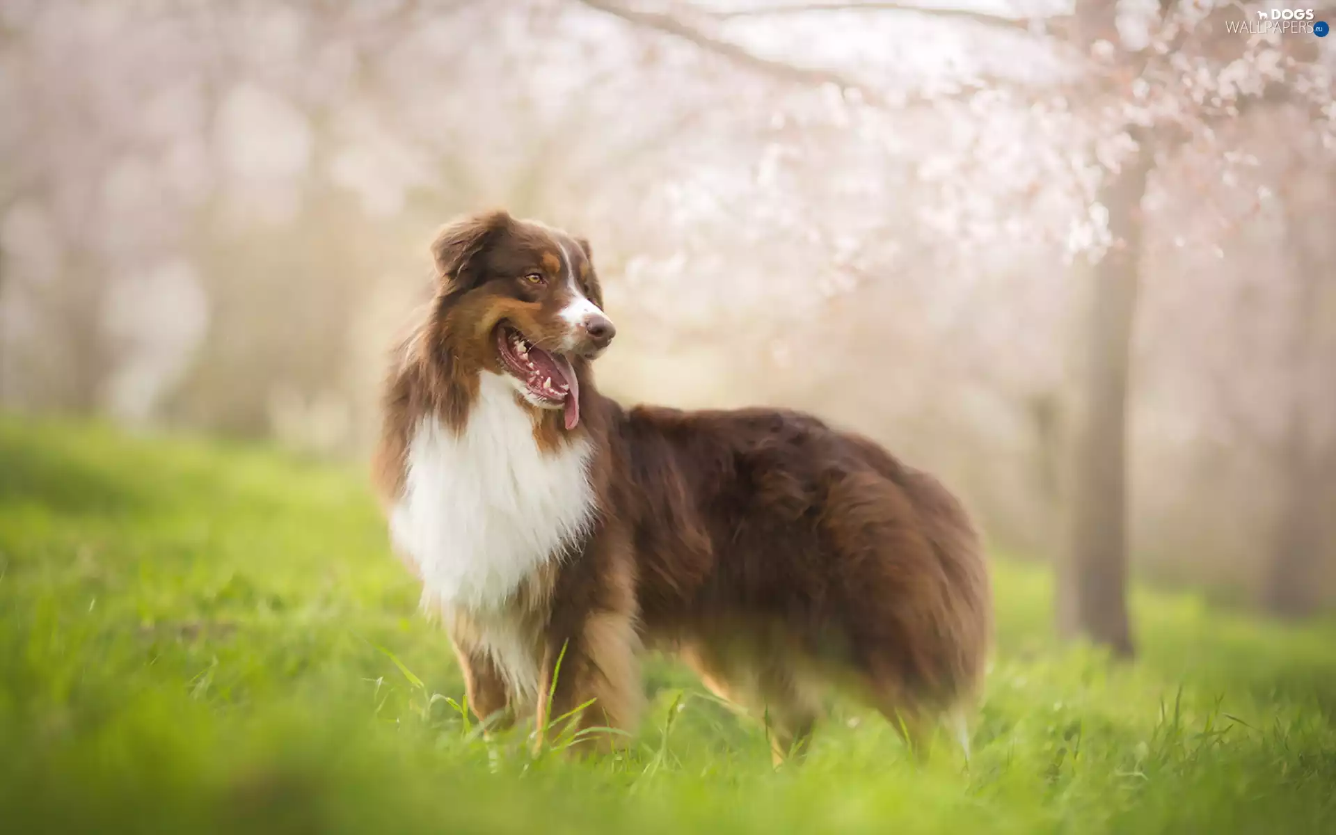 blur, Australian Shepherd, Australian Shepherd