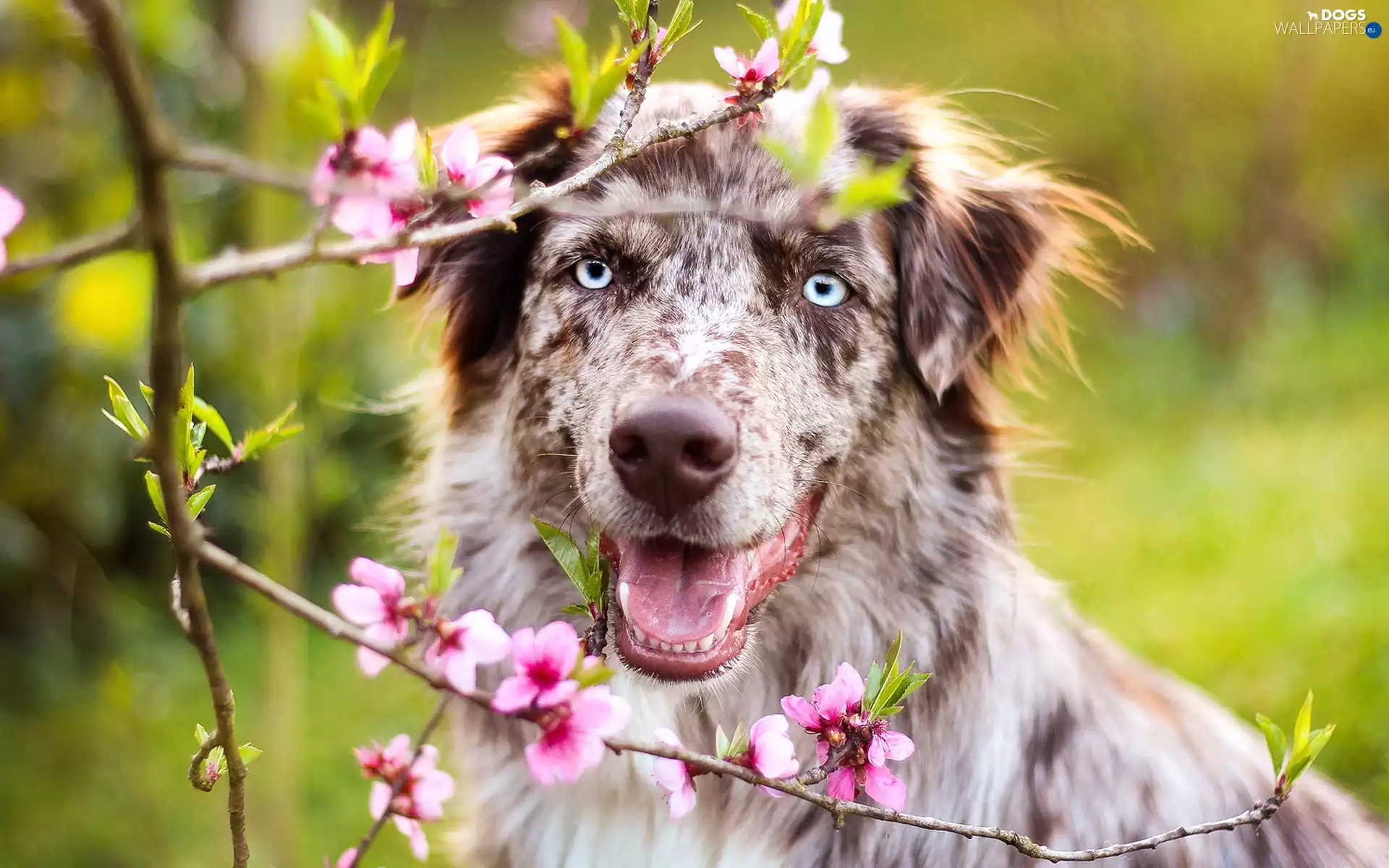 Flowers, Australian Shepherd, Australian Shepherd