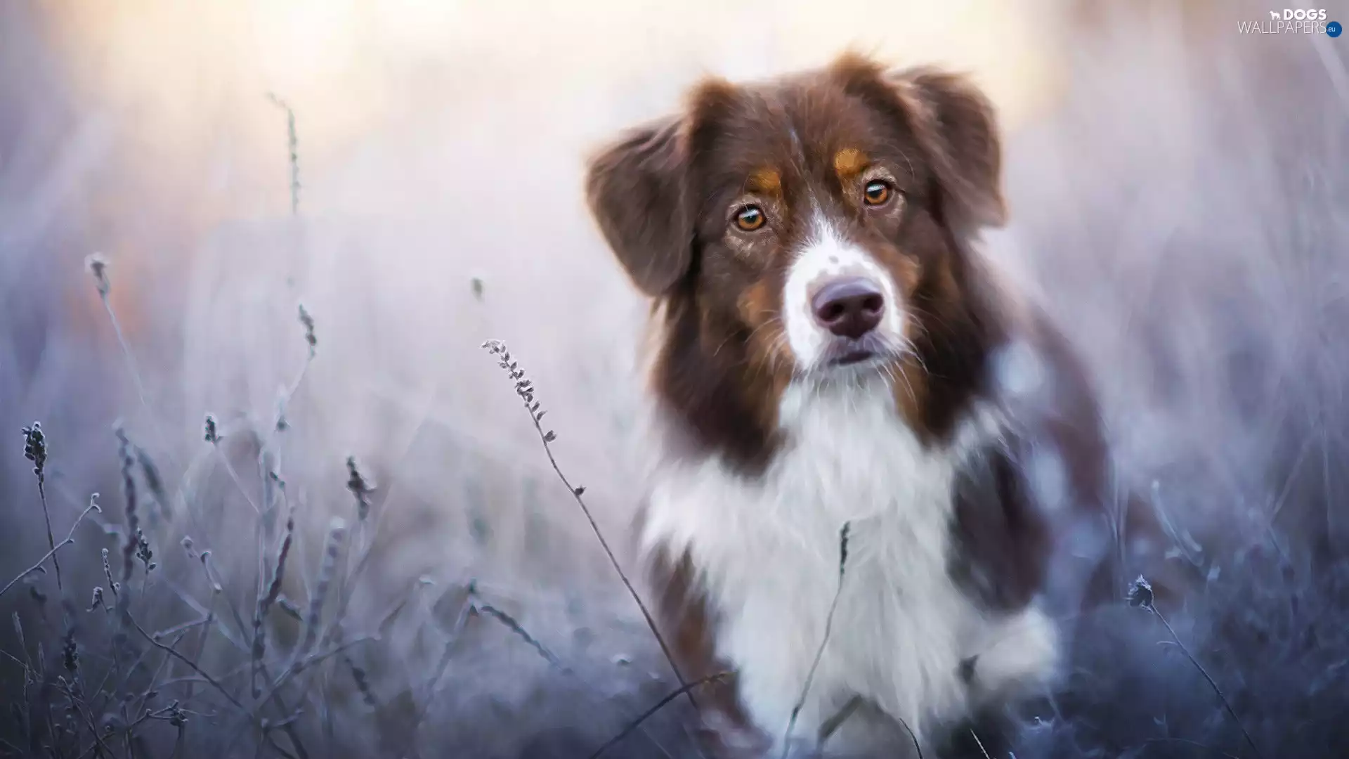 grass, Australian Shepherd, Australian Shepherd