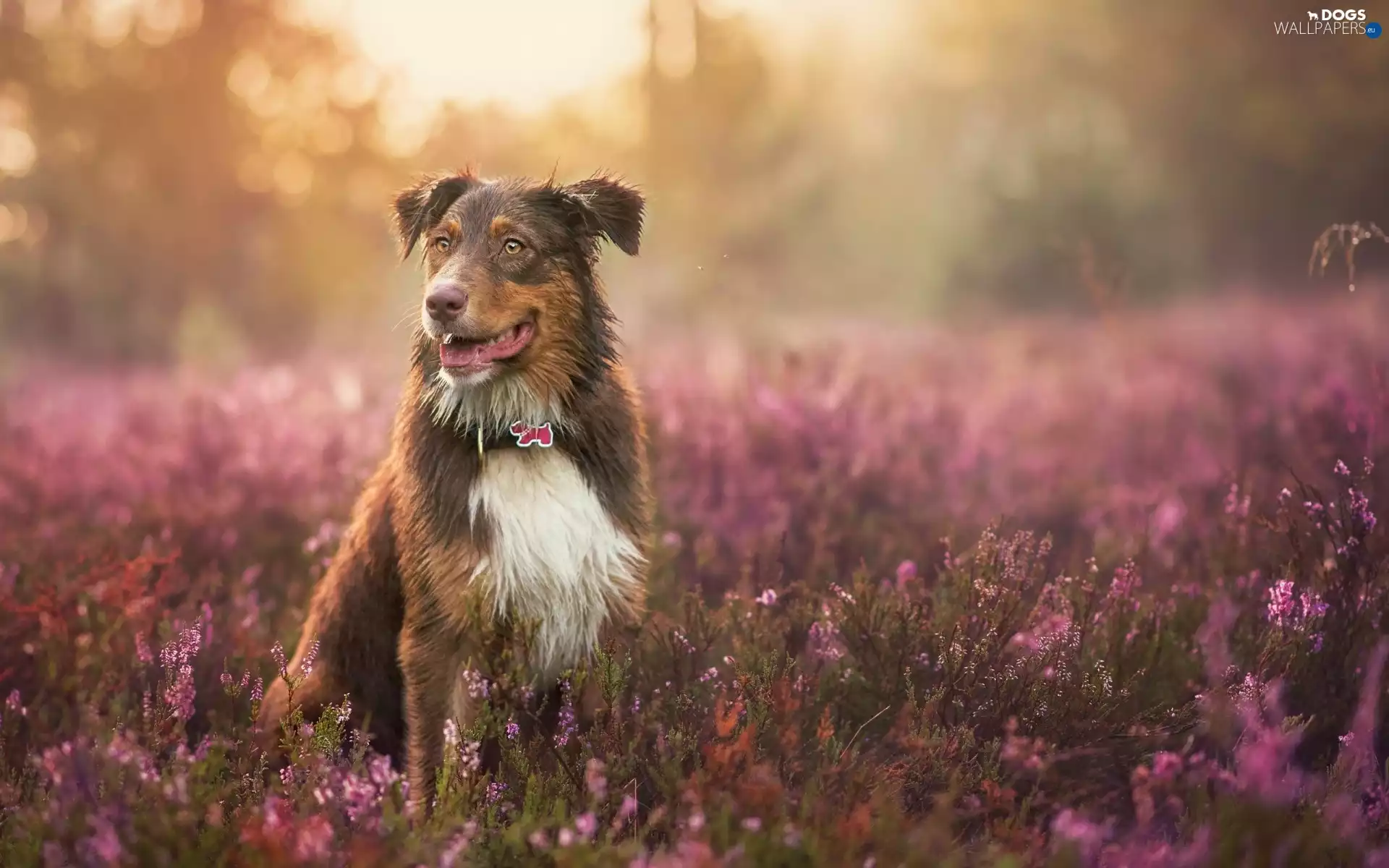 heather, Australian Shepherd, Australian Shepherd