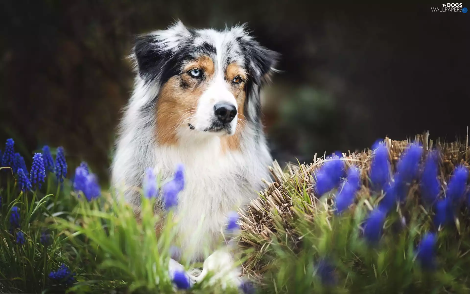 Muscari, Australian Shepherd, Australian Shepherd