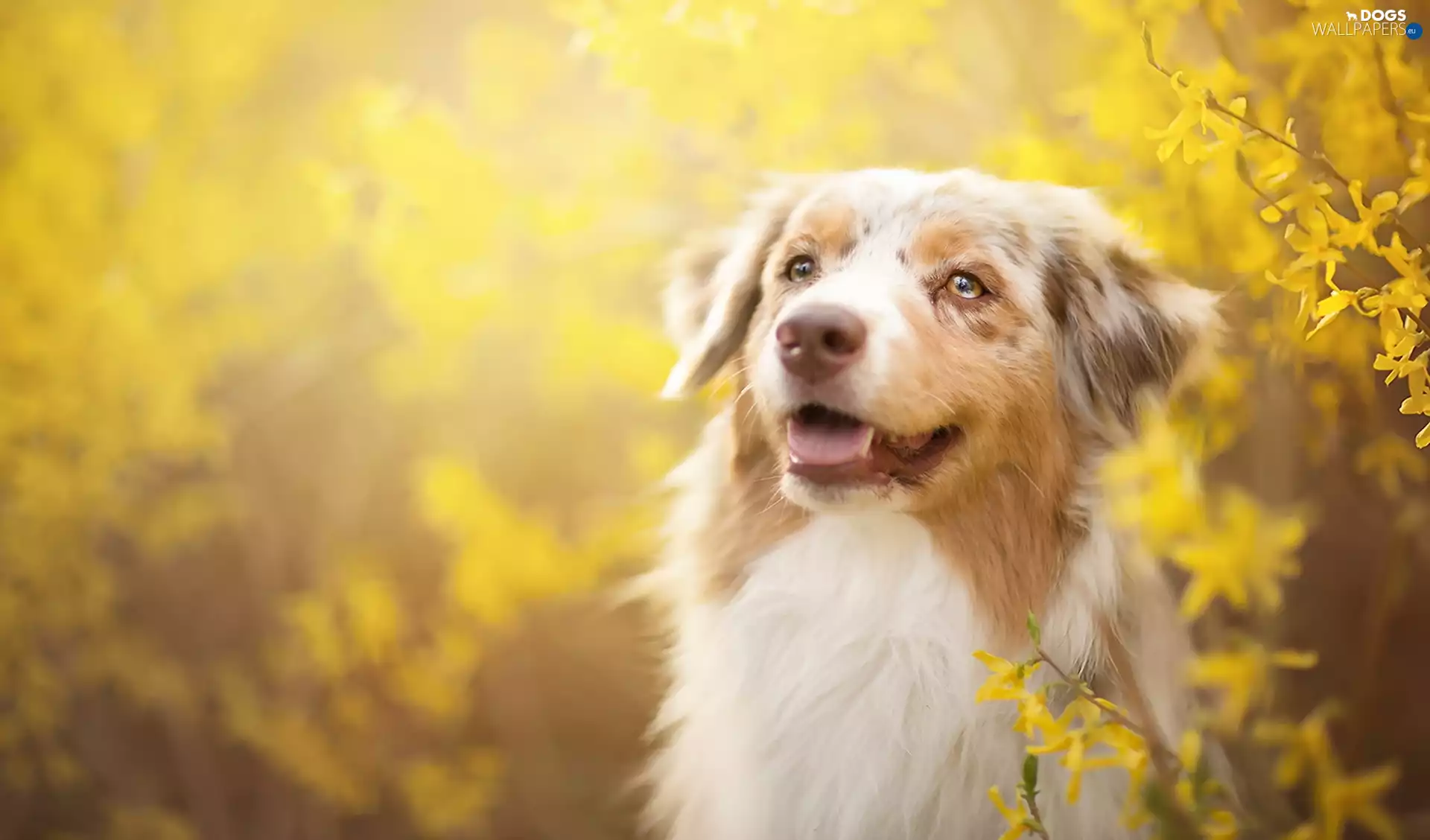 forsythia, Australian Shepherd, Australian Shepherd