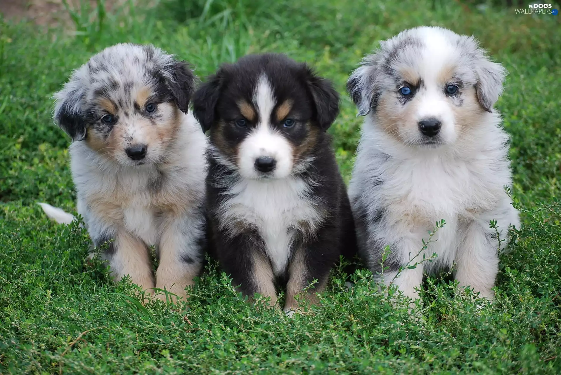 Three, Australian Shepherds, grass, puppies