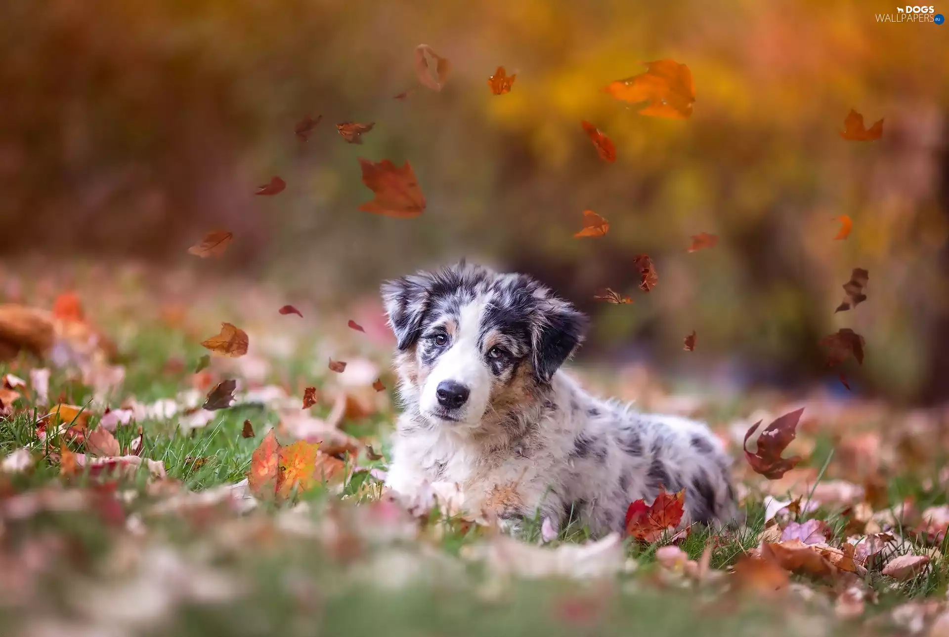 Australian, dog, Autumn, sheep-dog, autumn, The look, Leaf