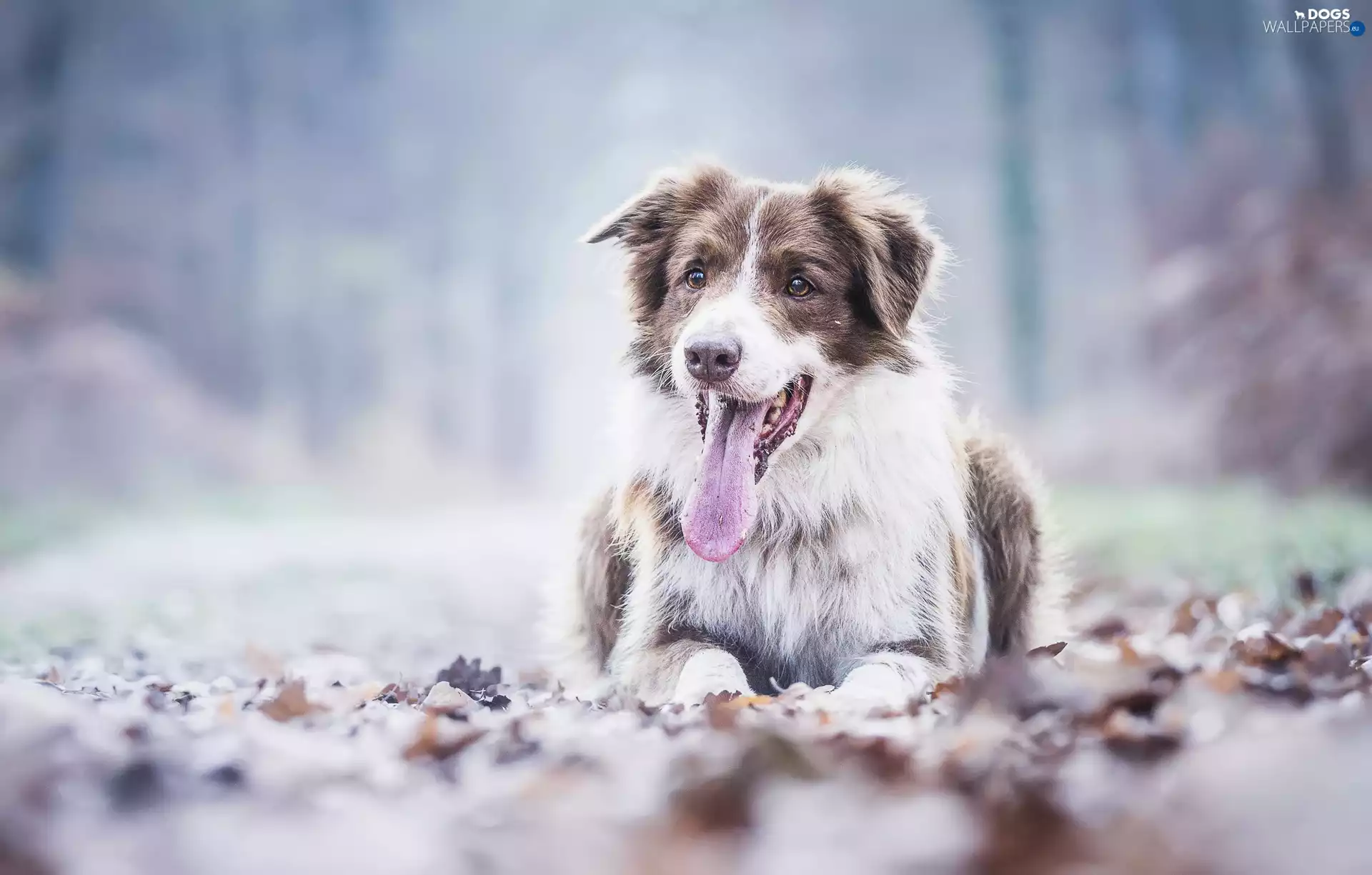 Australian Shepherd, Tounge