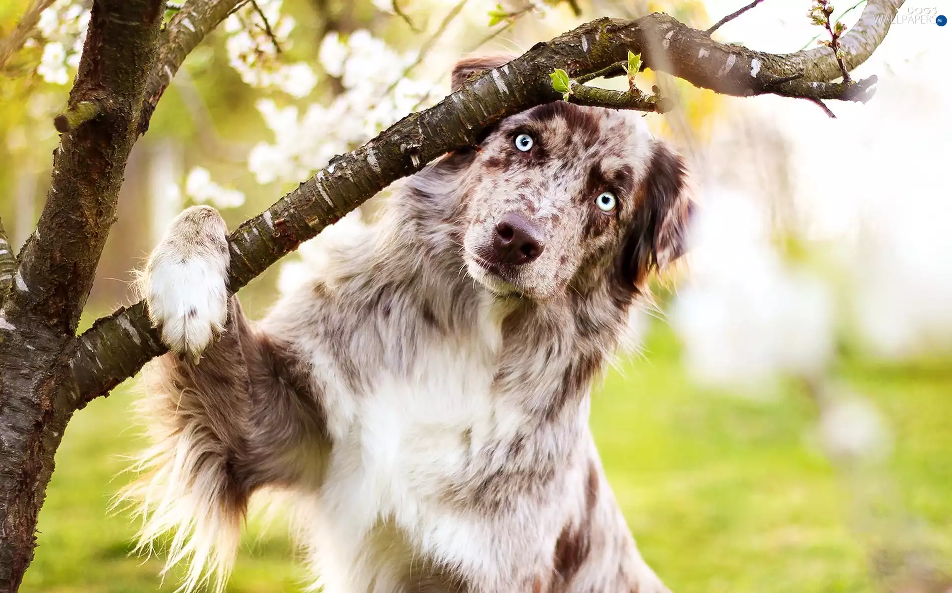 Australian Shepherd, trees
