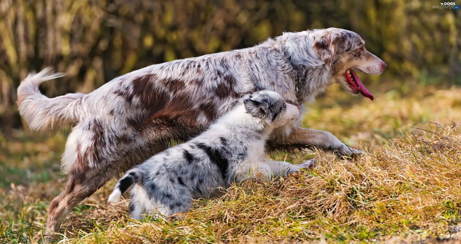Australian Shepherds, grass, Two cars