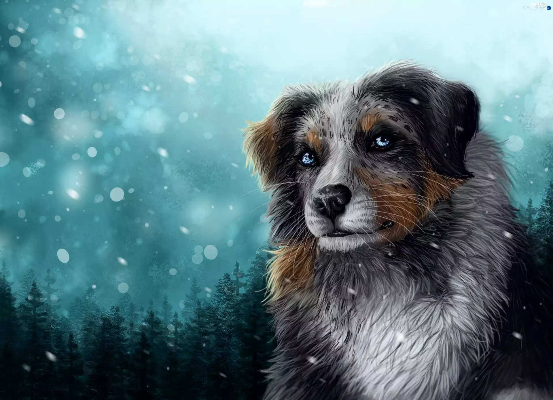 2D Graphics, dog, Australian Shepherd, winter
