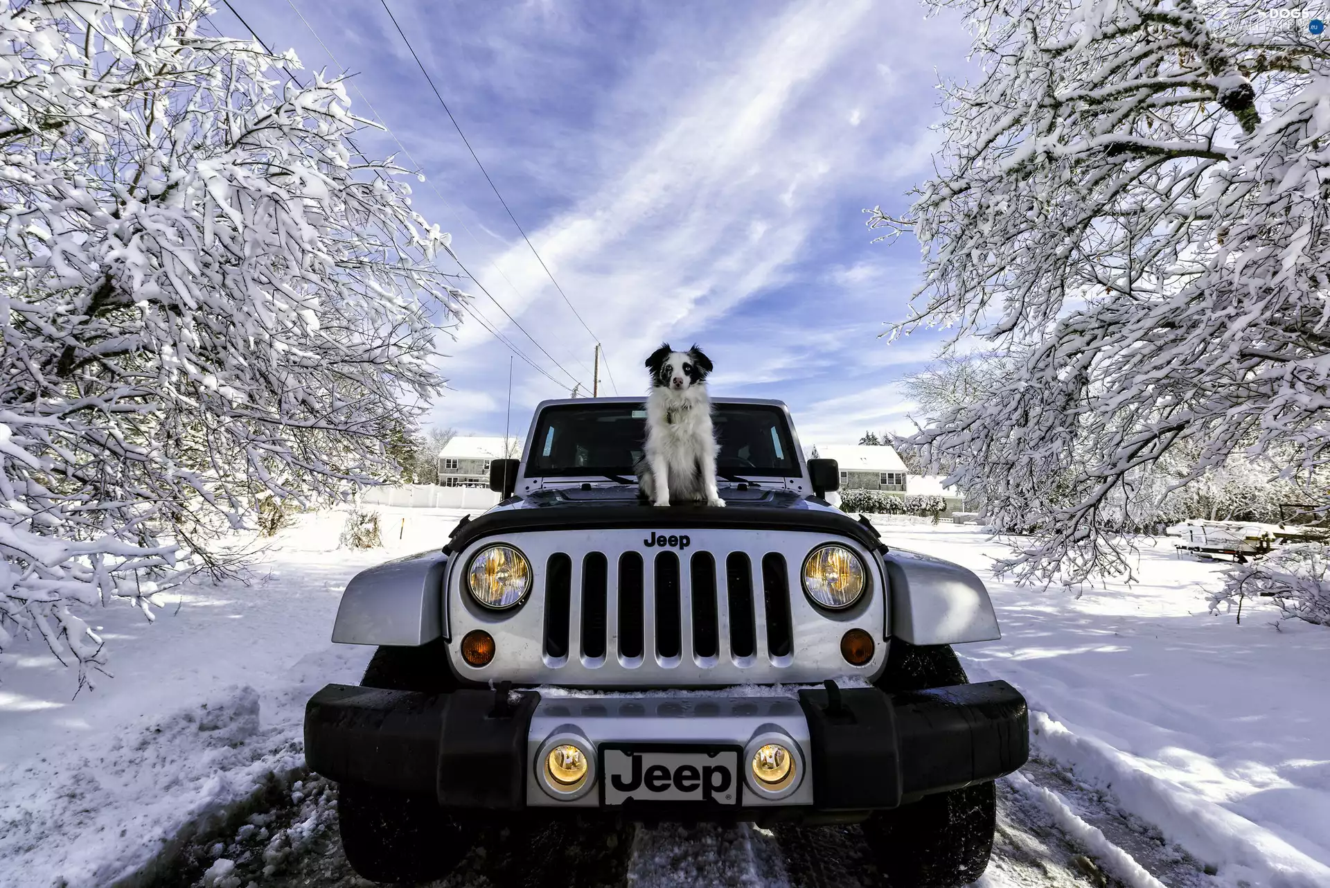 Wrangler, Australian Shepherd, Automobile, jeep, winter