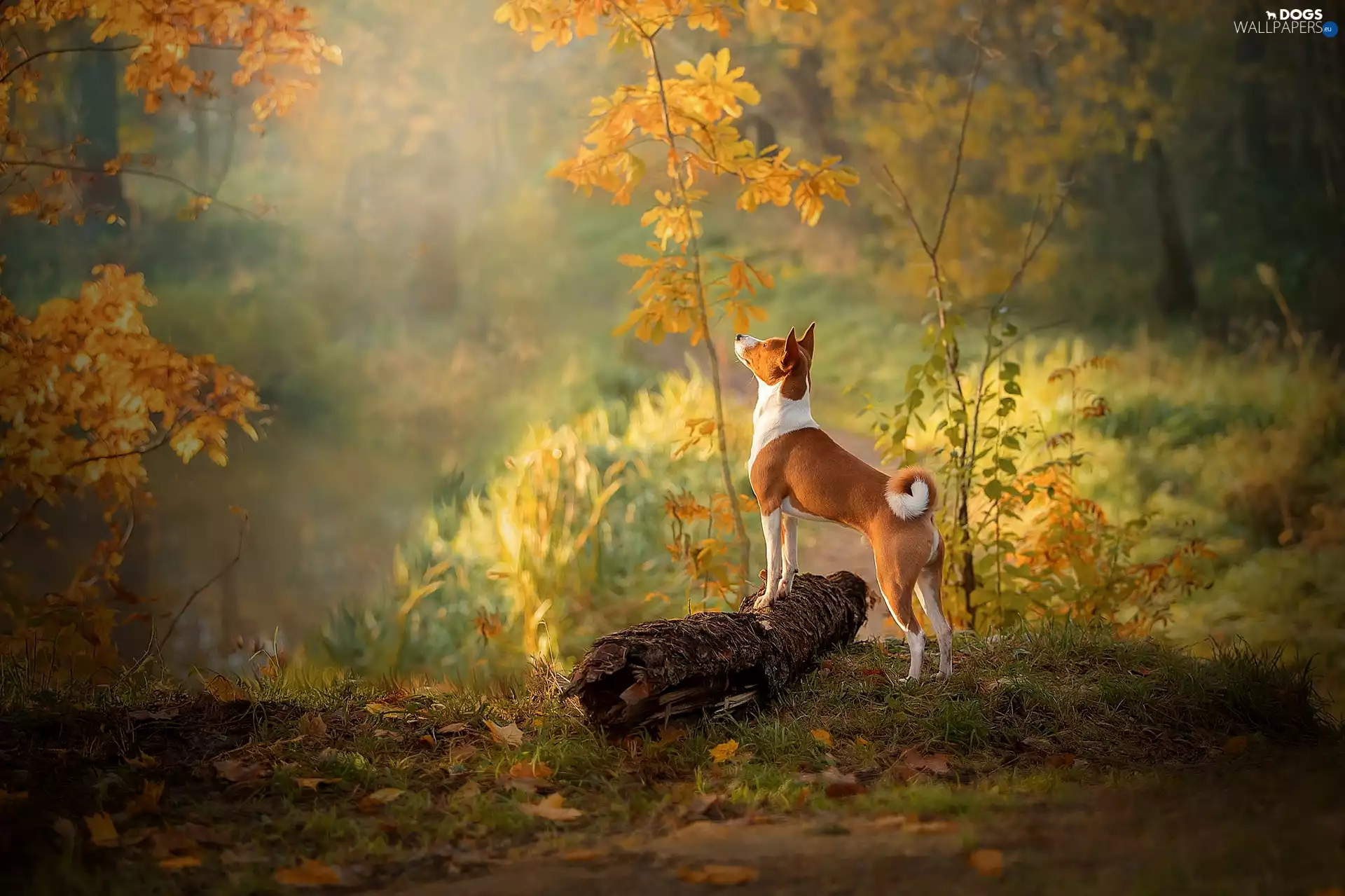 log, dog, Leaf, autumn, Sapling, Basenji