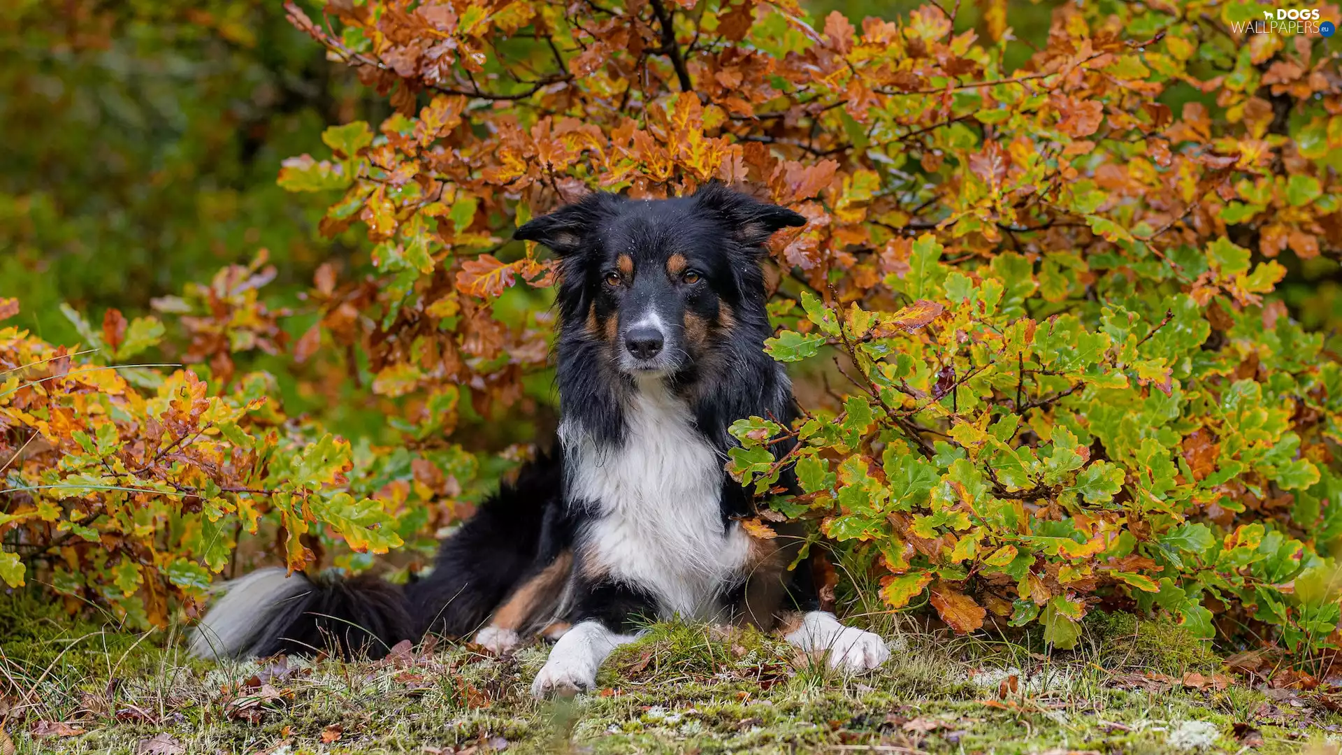 dog, autumn, Bush, Border Collie