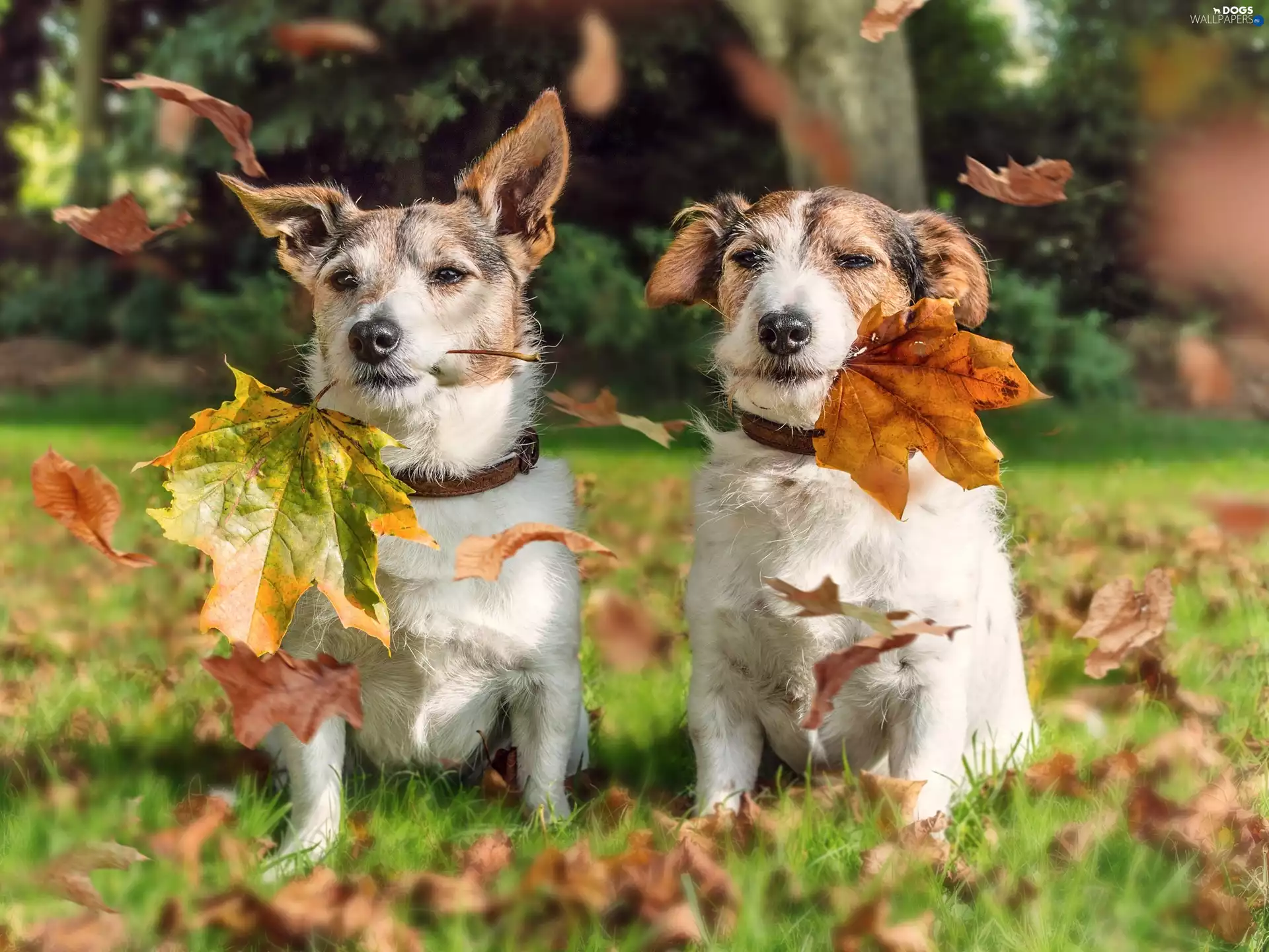 forest, Leaf, puppies, autumn, Two cars