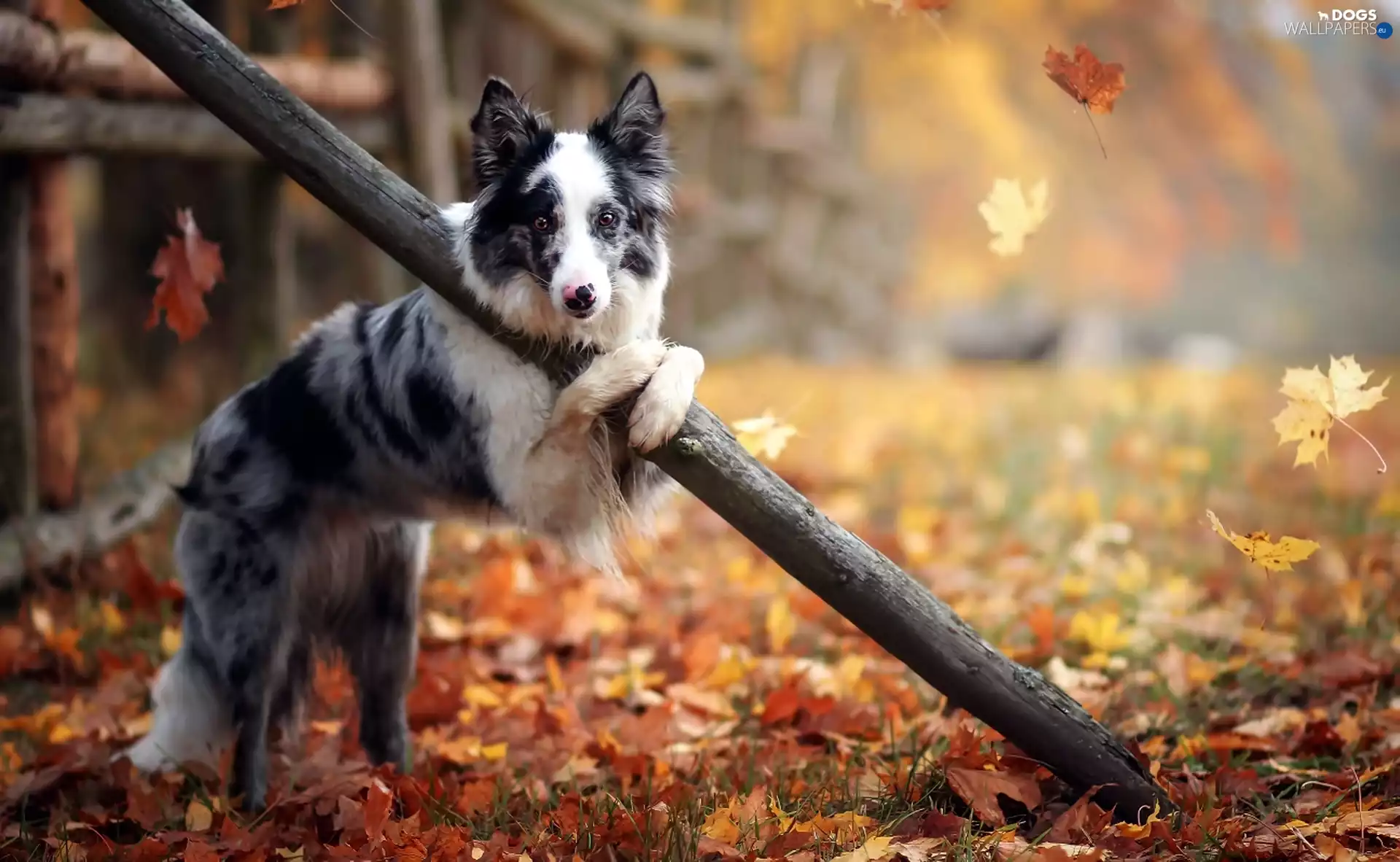 Leaf, Border Collie, viewes, fence, dog, trees, autumn