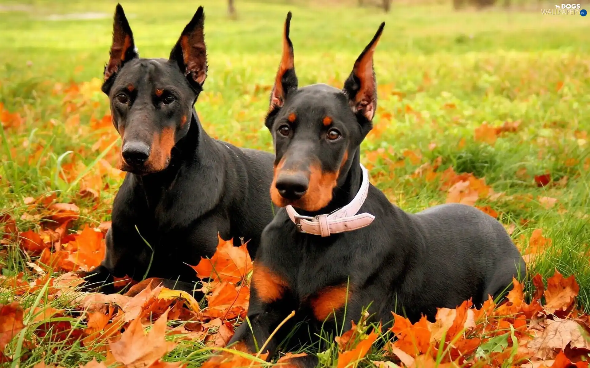 autumn, Leaf, Dobermans, Meadow