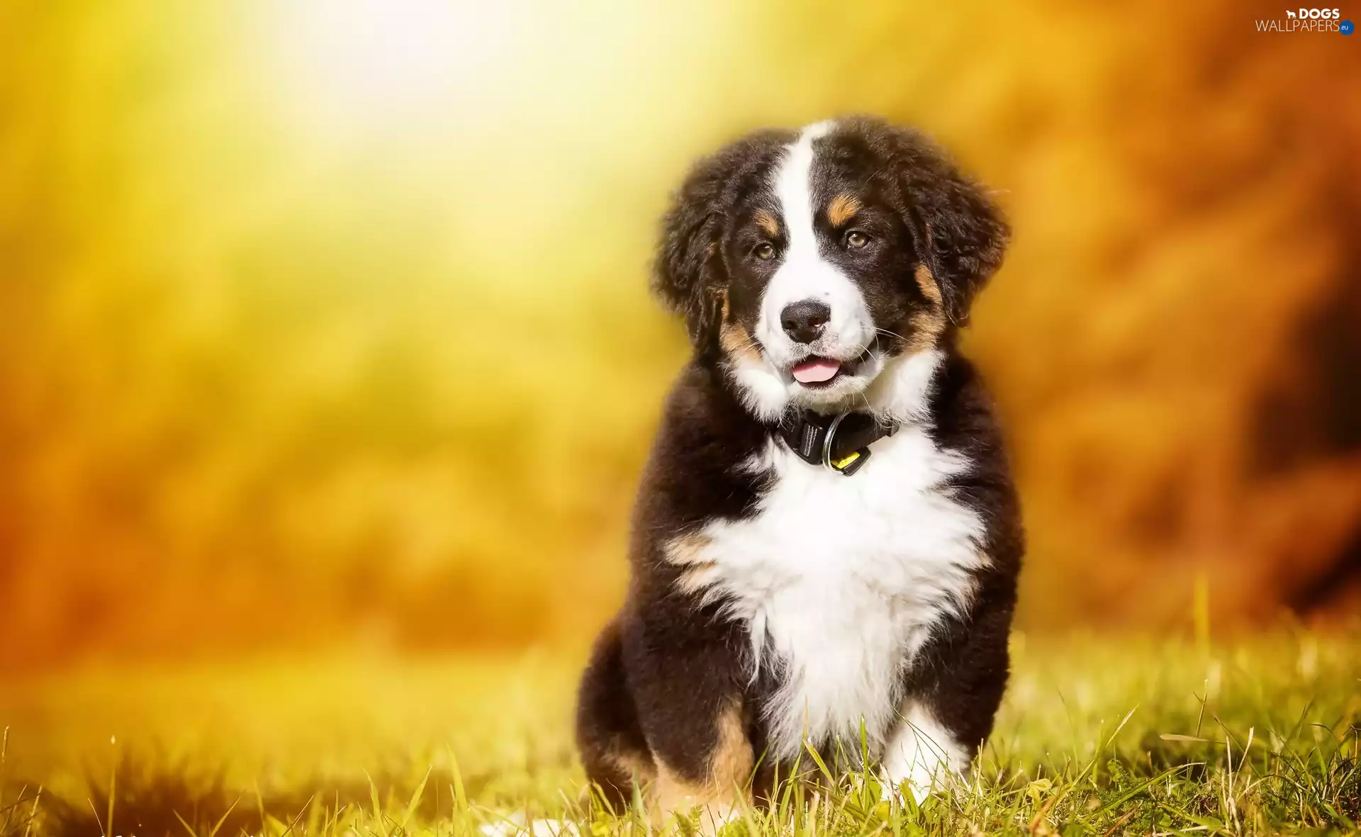 pastoral, Bernese, Meadow, autumn, puppie, dog