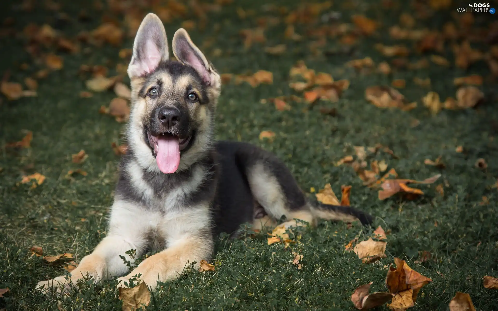 autumn, Leaf, sheep-dog, Meadow