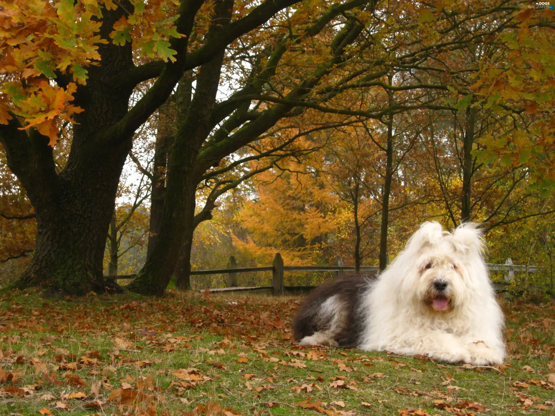 autumn, Old English Sheepdog