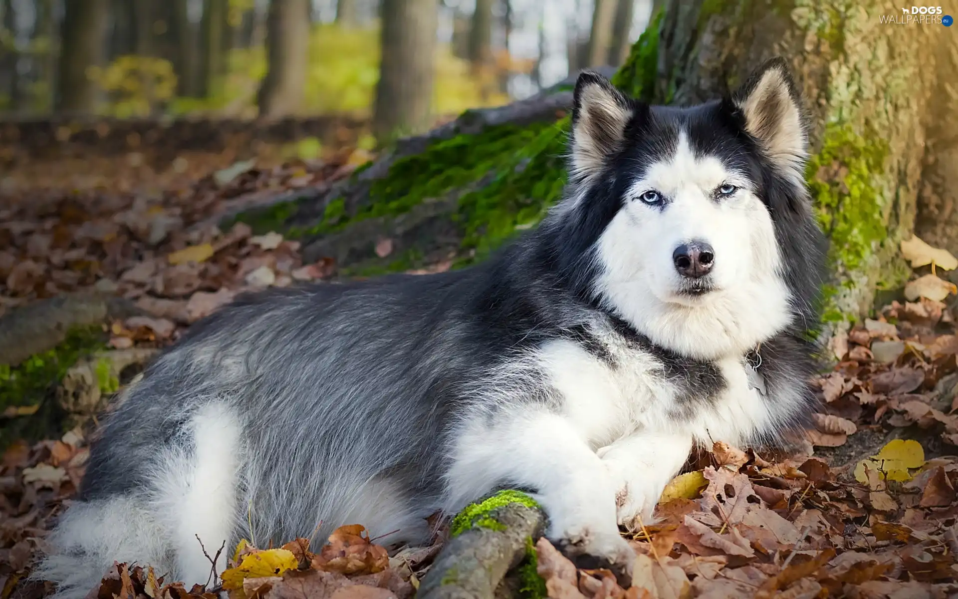 forest, autumn, Husky