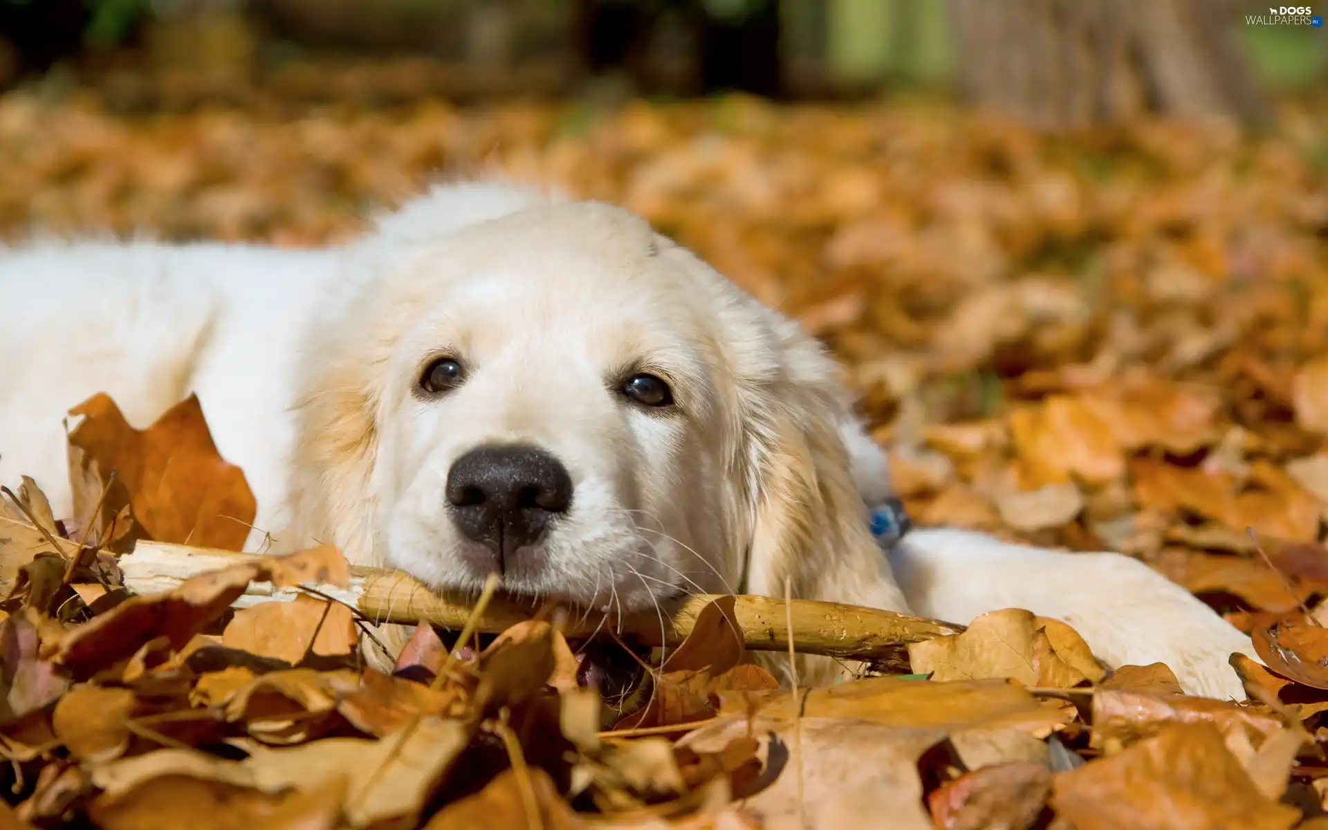 autumn, Leaf, dog, Golden Retriever