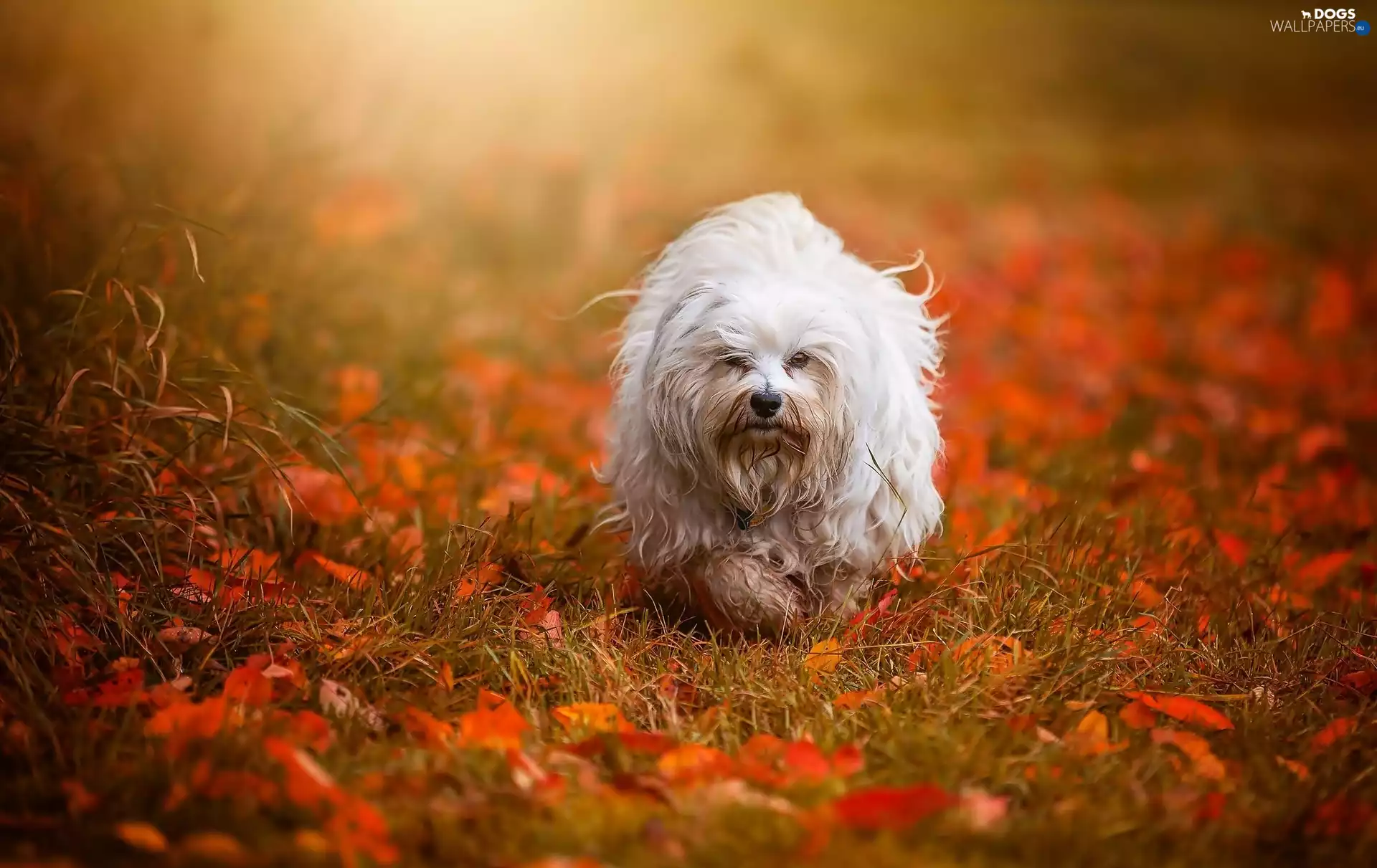 Leaf, autumn, Havanese, Meadow, dog
