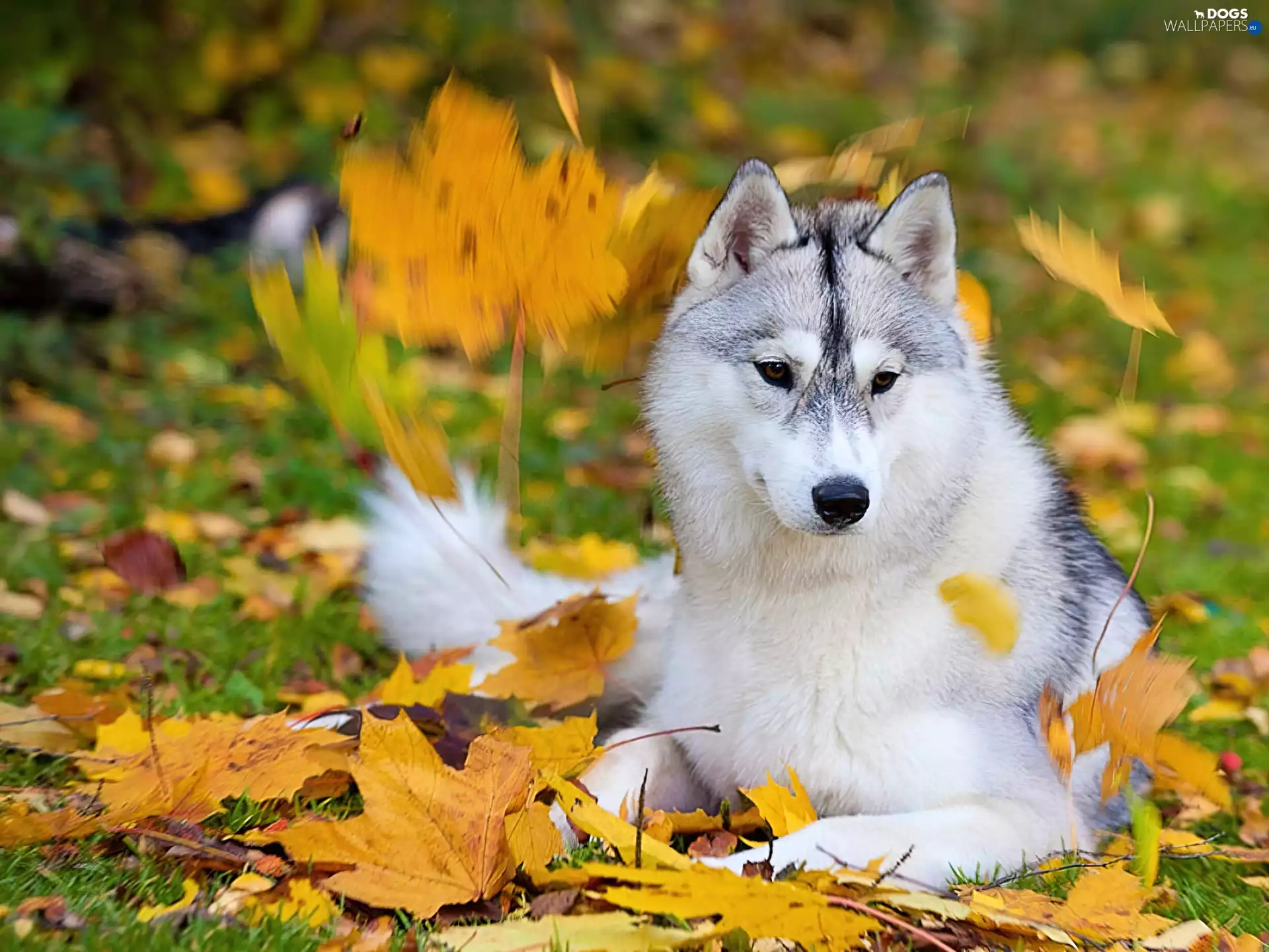 autumn, dog, Husky