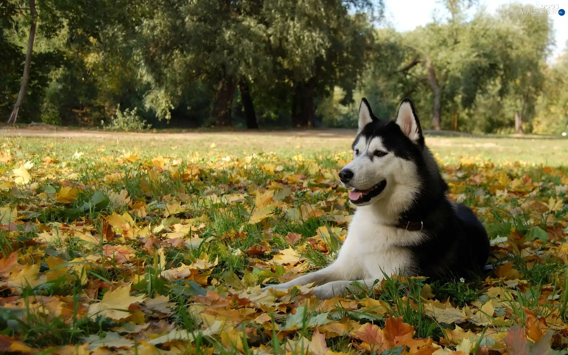 autumn, Leaf, Husky, Meadow