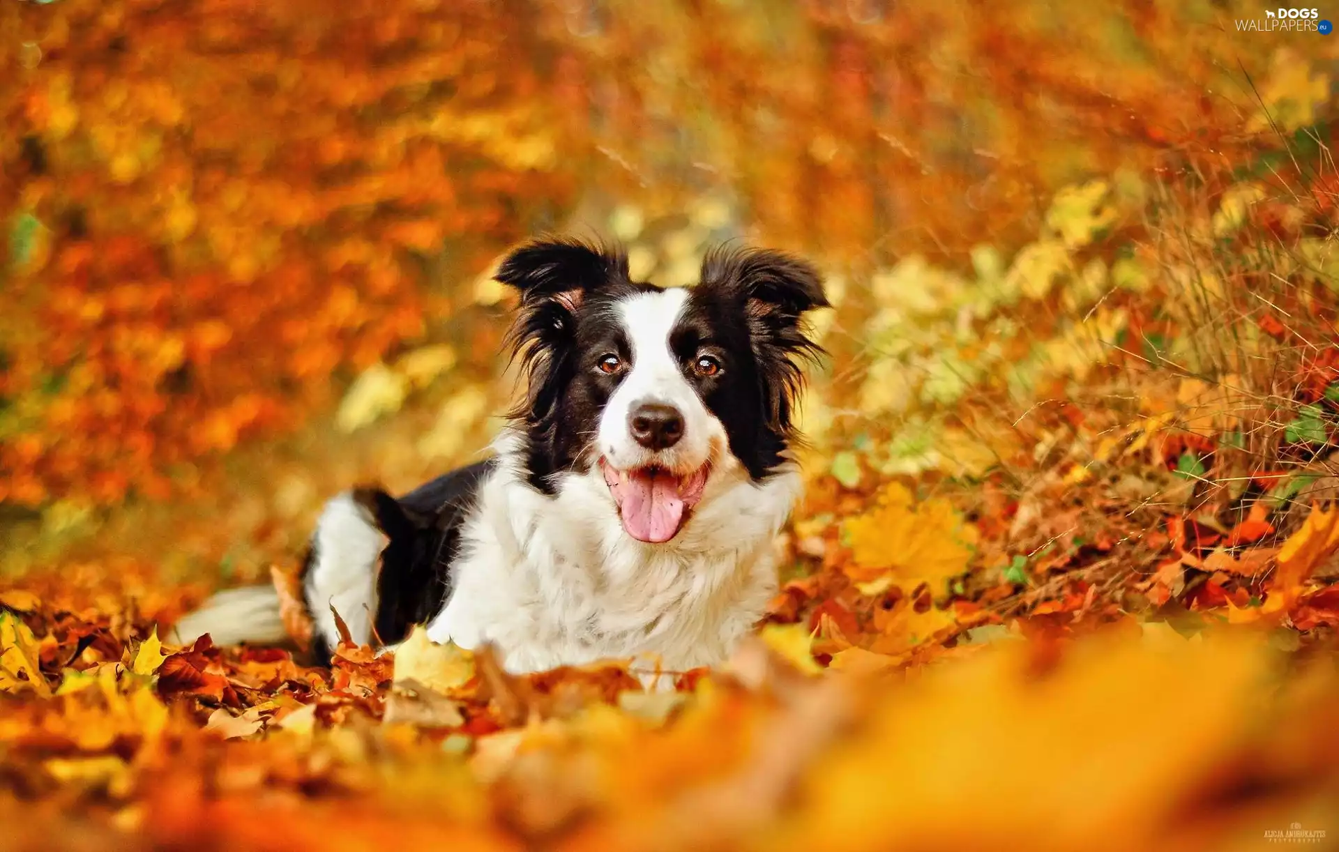 dog, autumn, Leaf, Border Collie