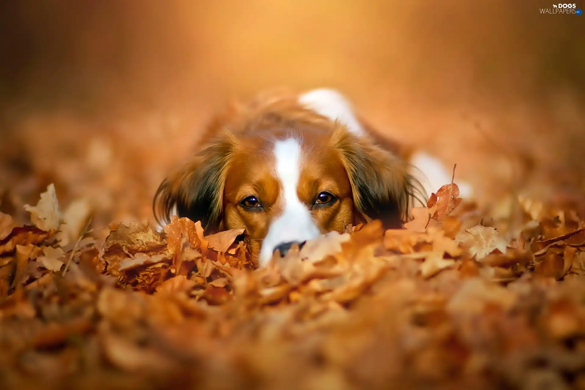 Autumn, Dutch, dog, Leaf, Alpine