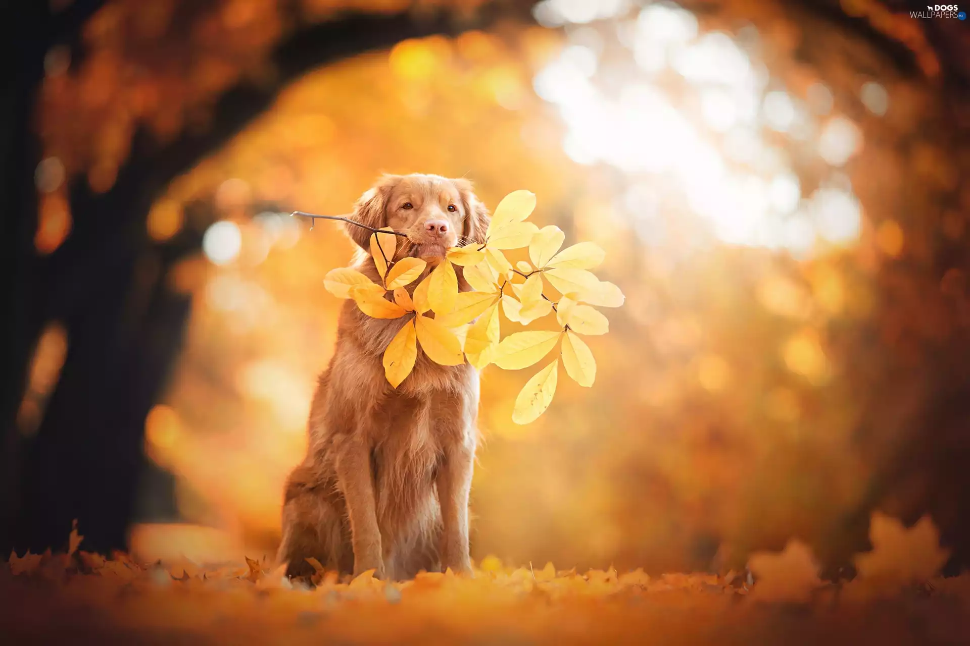 autumn, retriever, leaf