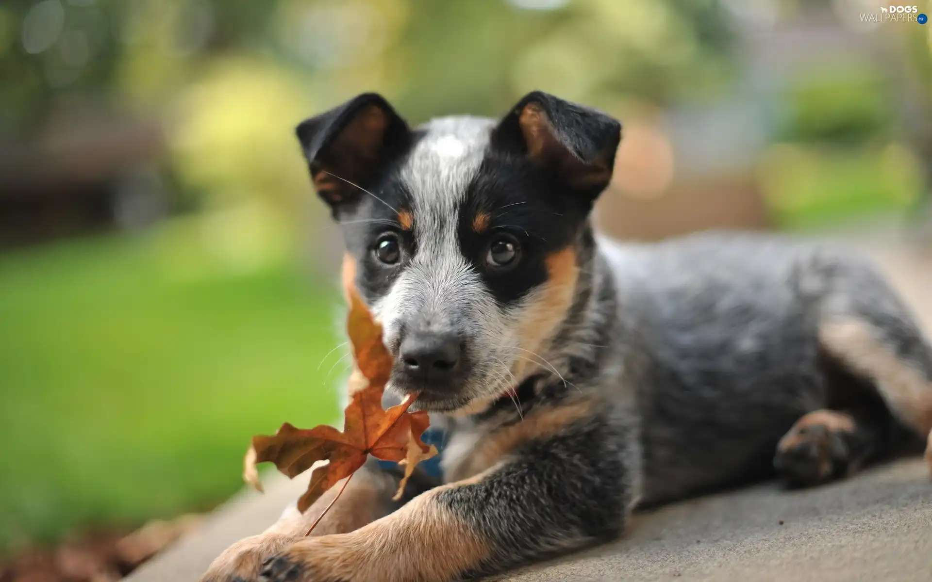 Autumn, Australian Shepherd, dog, leaf, Puppy