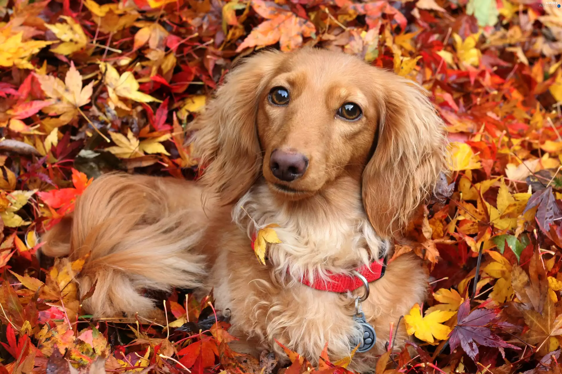 Leaf, autumn, Longhaired, color, dachshund