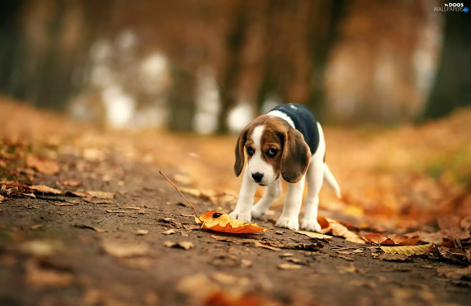 Beagle, honeyed, Park, autumn, Leaf, puppie