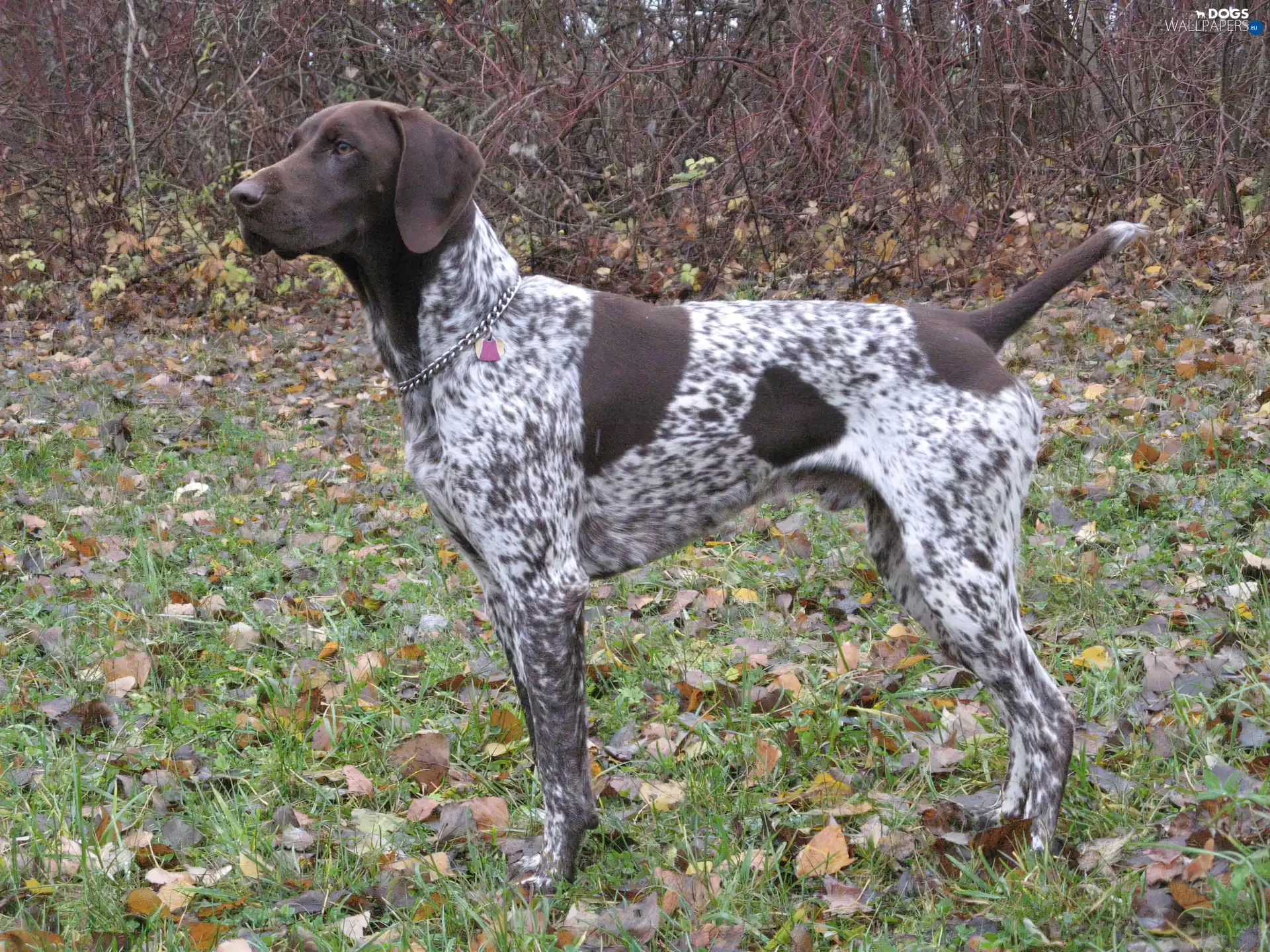 autumn, German Shorthaired Pointer