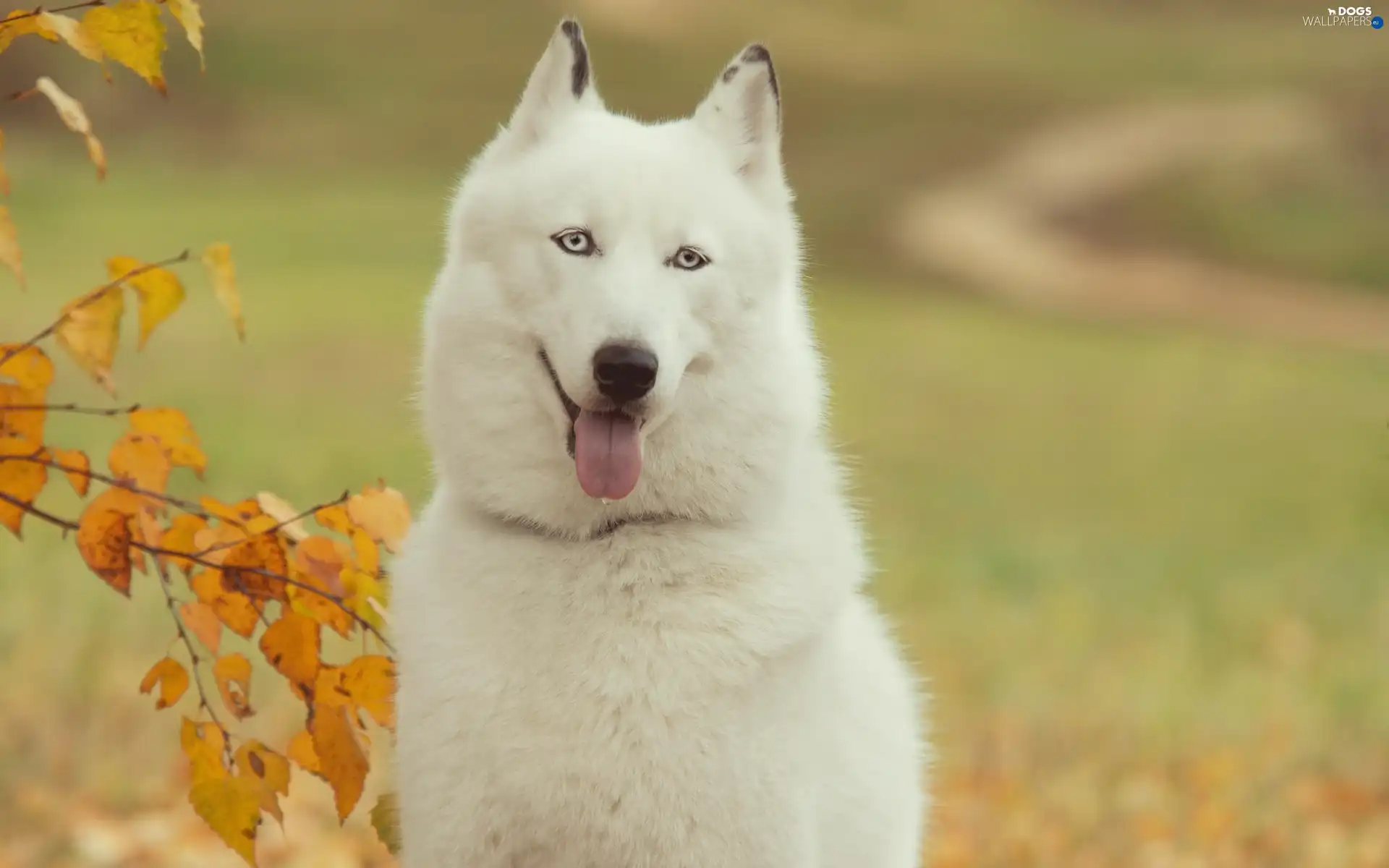 autumn, trees, Siberian, Husky