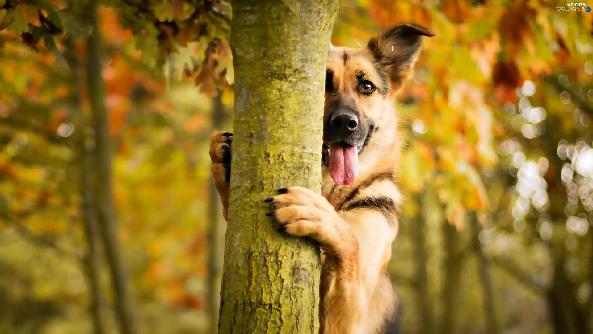 autumn, dog, trees