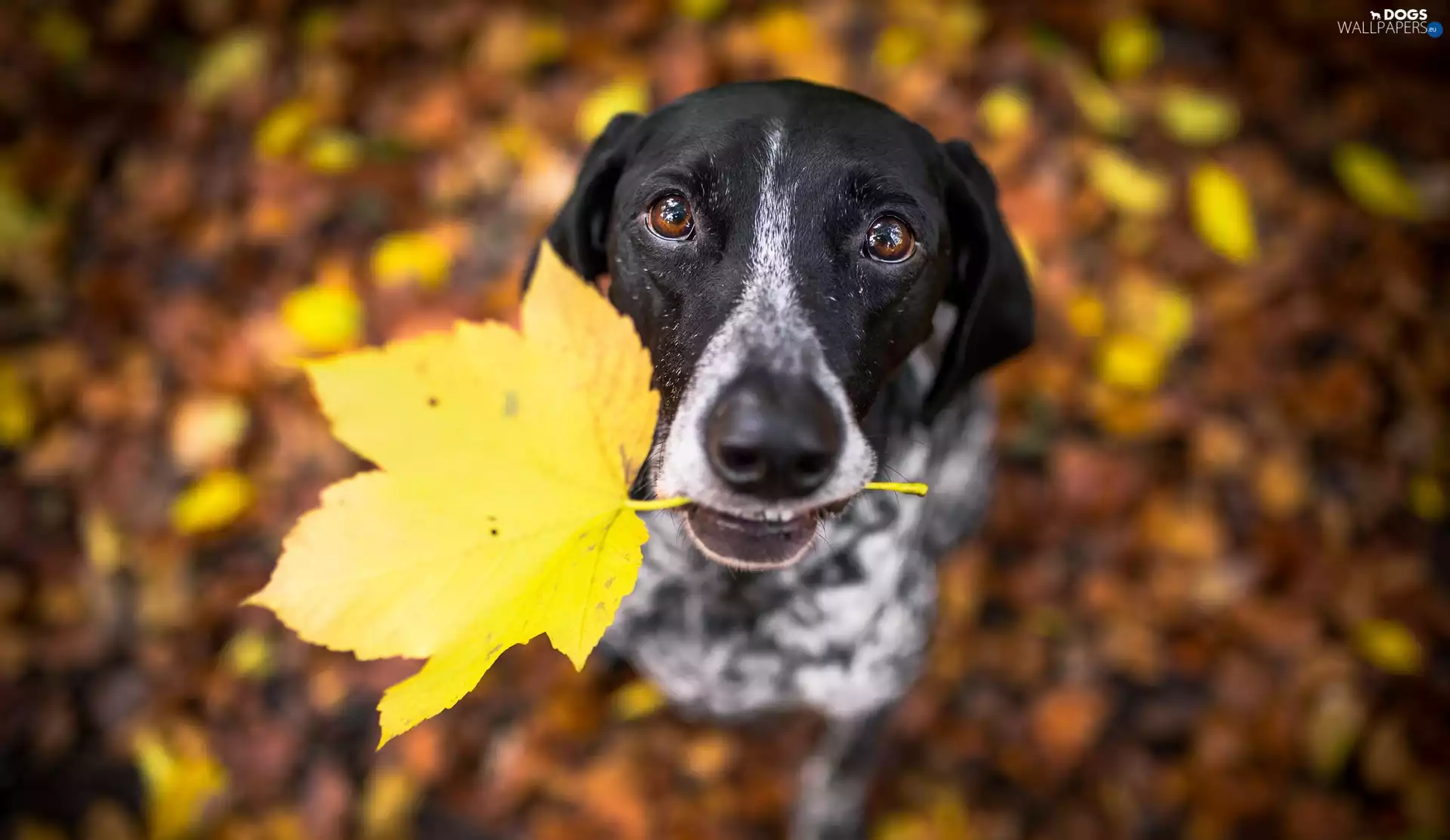 muzzle, dog, fuzzy, background, leaf, Braque d Auvergne
