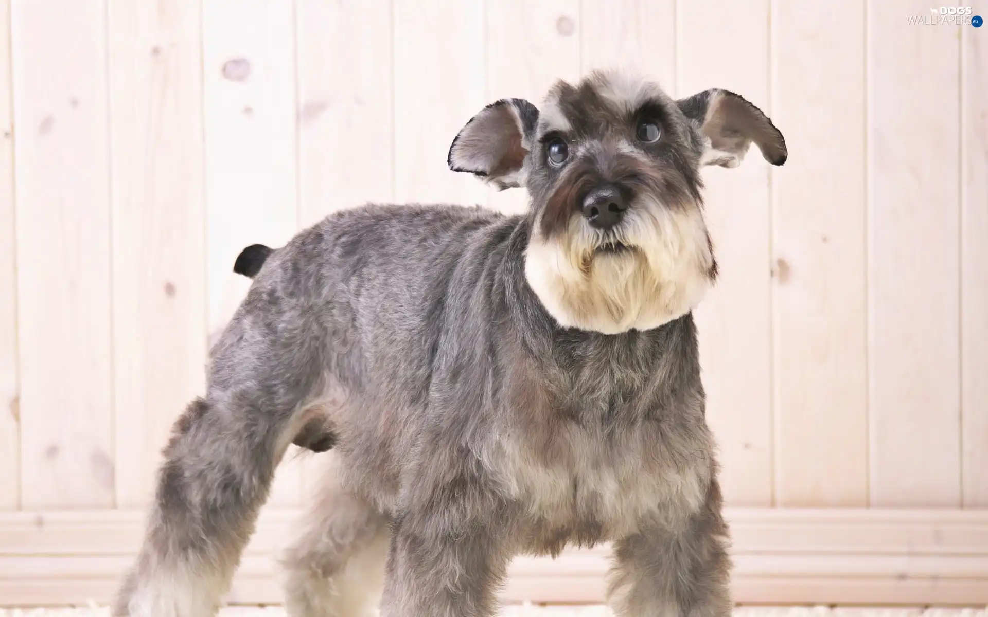 average, Schnauzer