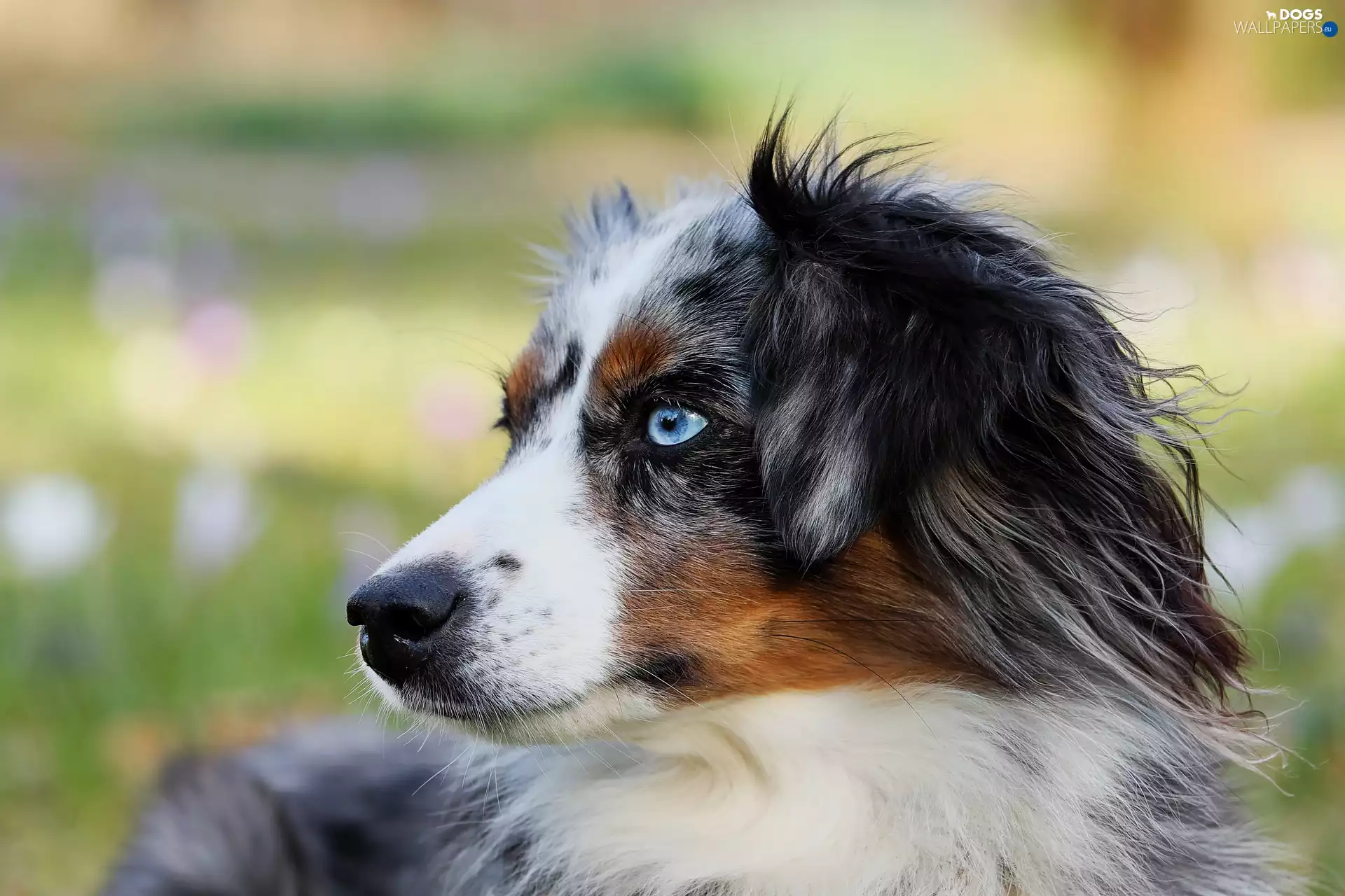 Australian Shepherd, blurry background