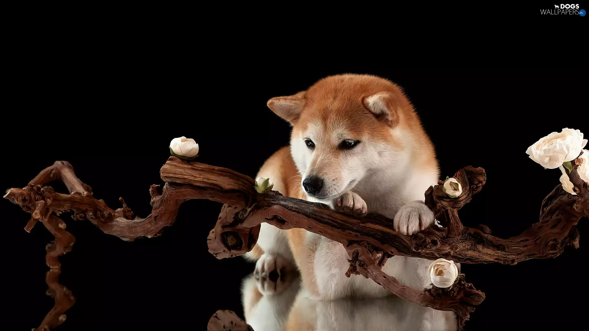 Flowers, dog, Black, background, branch, Shiba inu