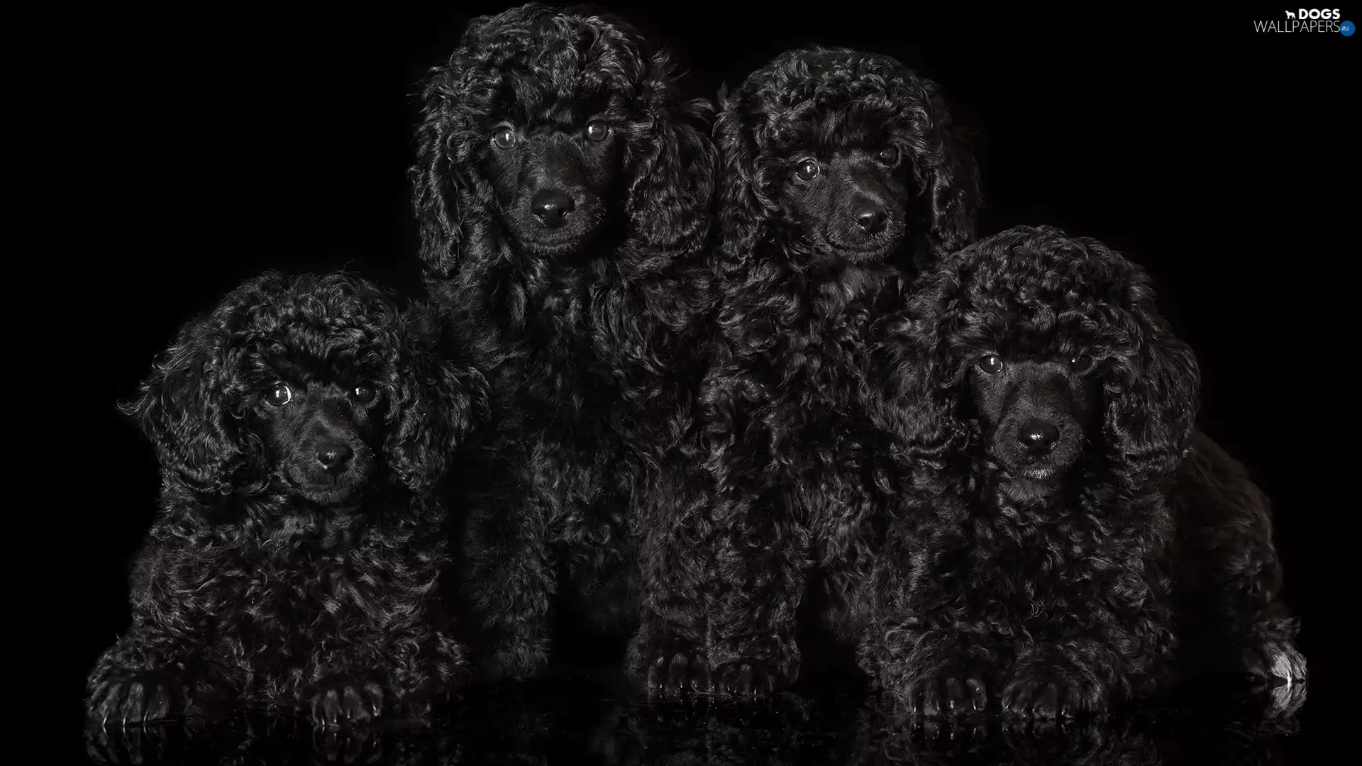 Black, background, Black, Poodles, Dogs