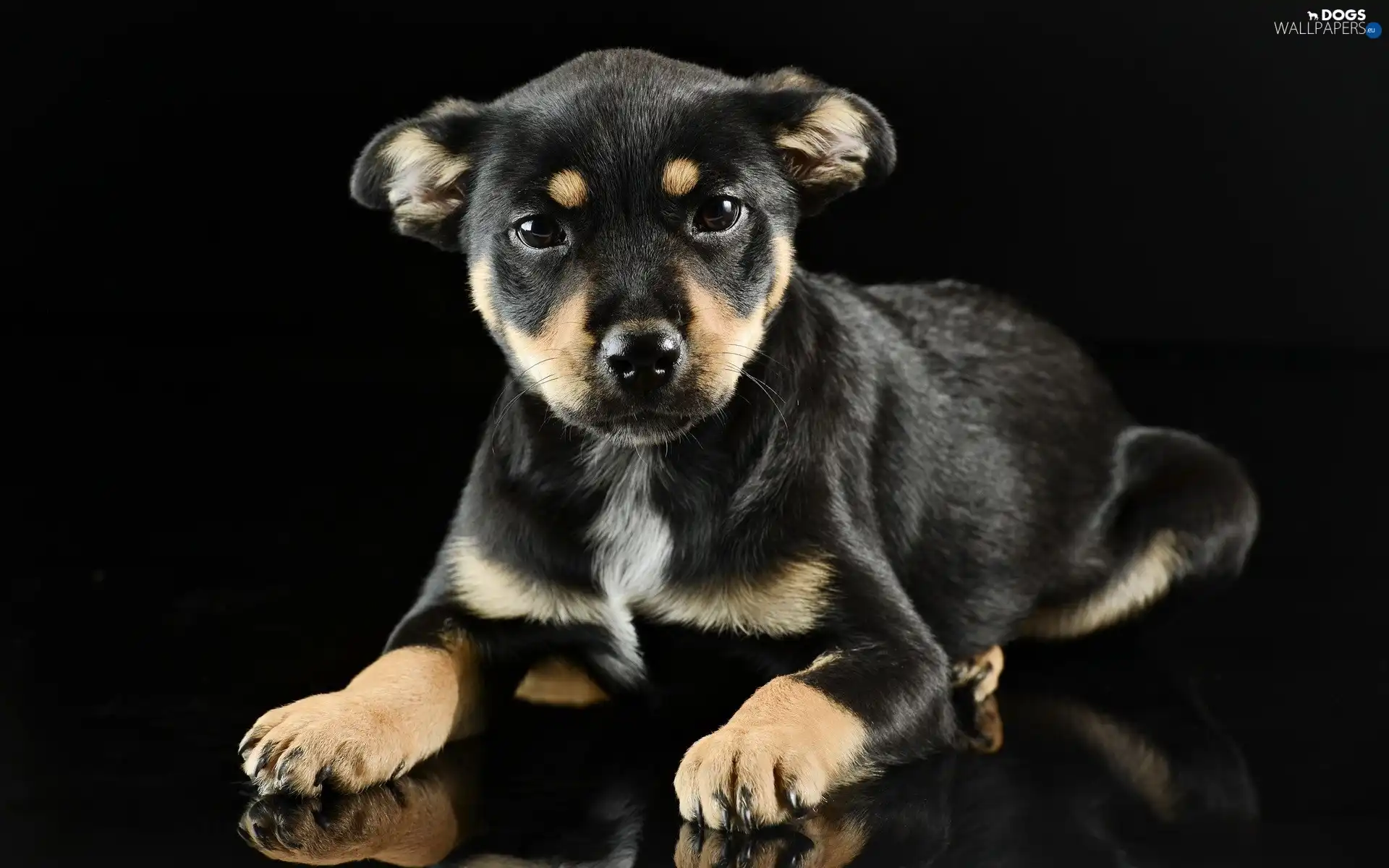 Black, background, Puppy