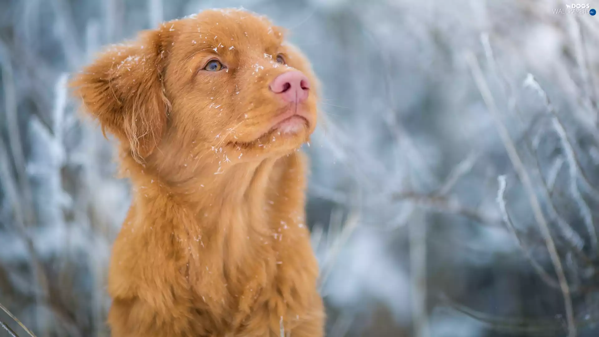 dog, muzzle, blurry background, Retriever Nova Scotia