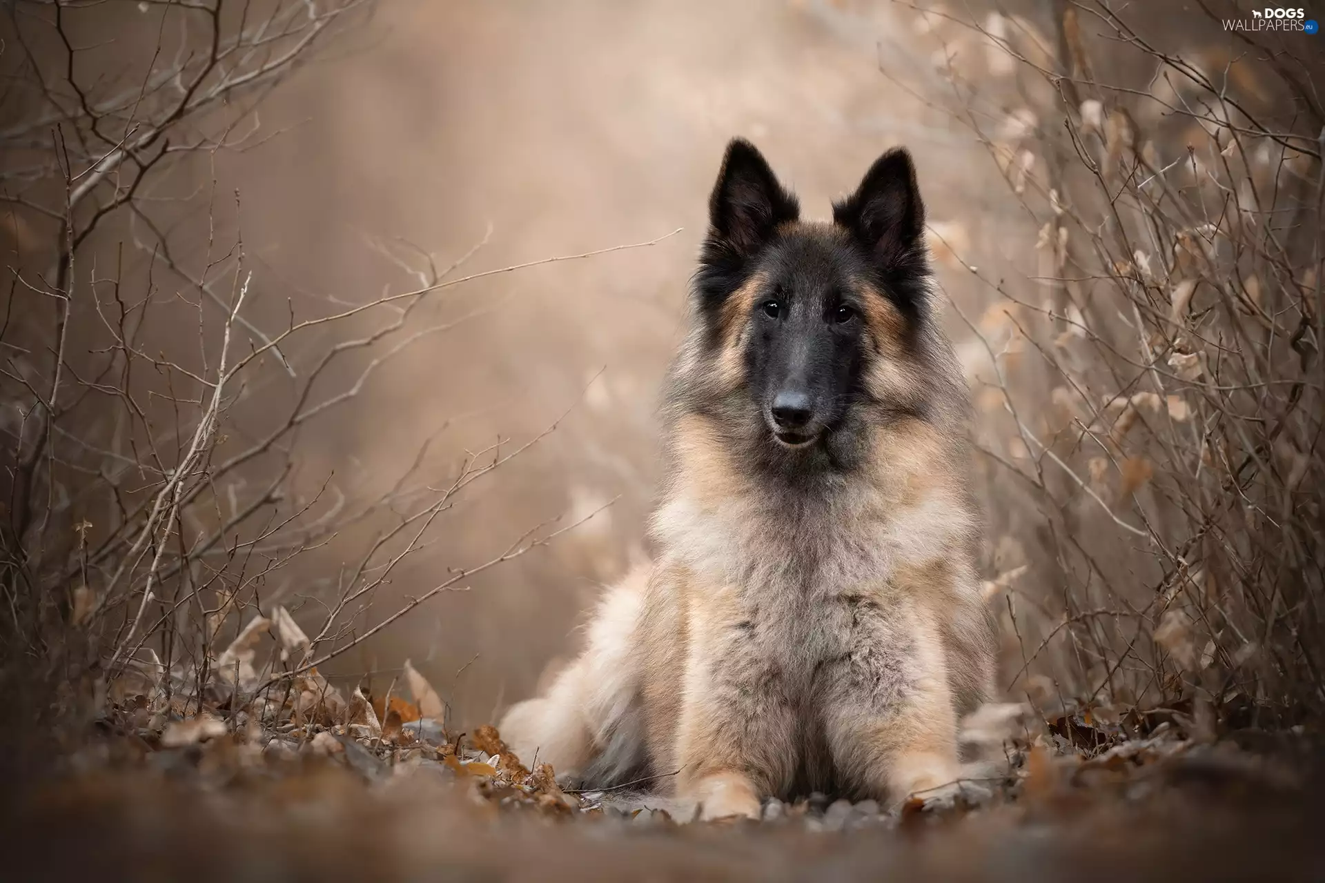 dog, Plants, blurry background, Belgian Shepherd Tervuren